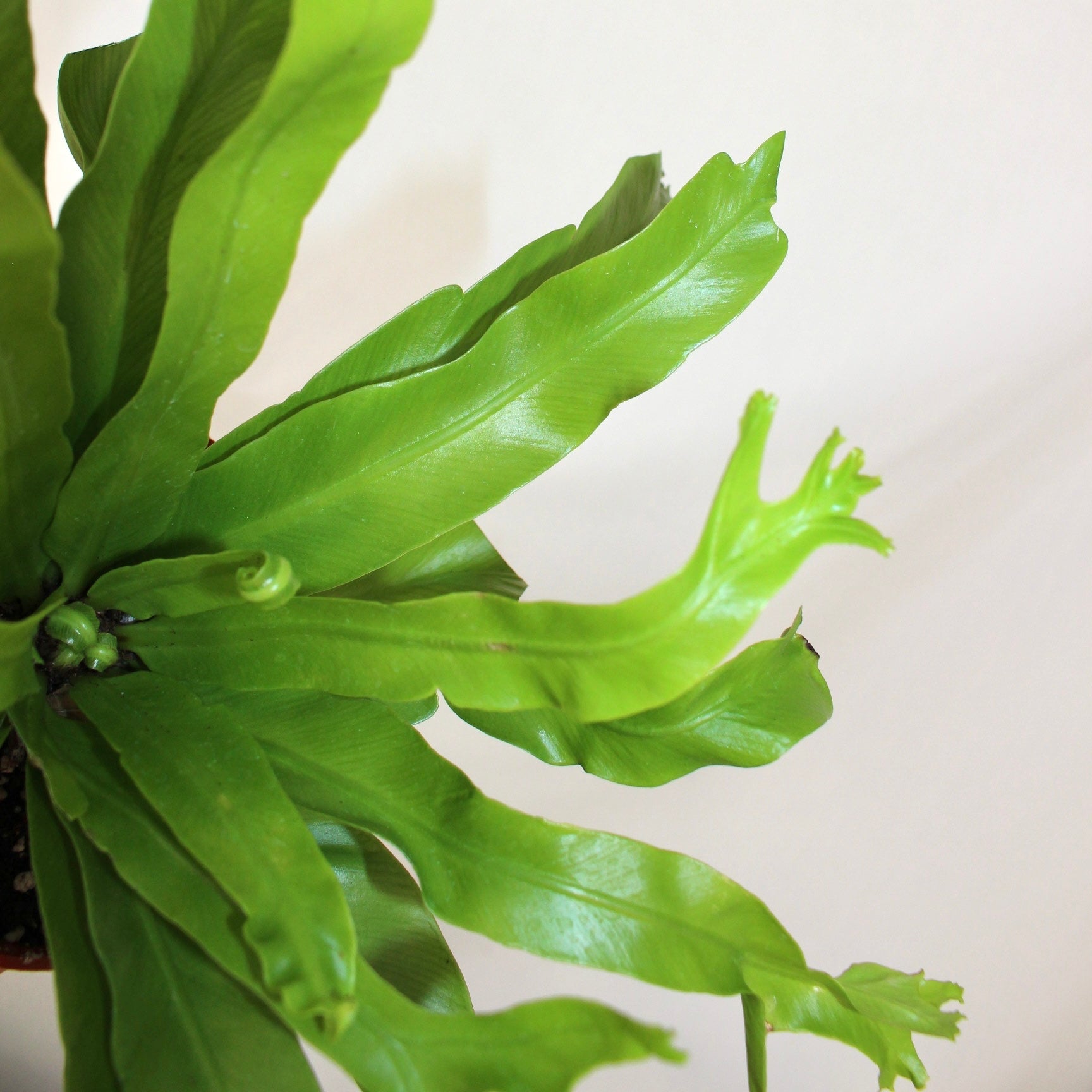 Bird’s Nest Fern 4” Pot