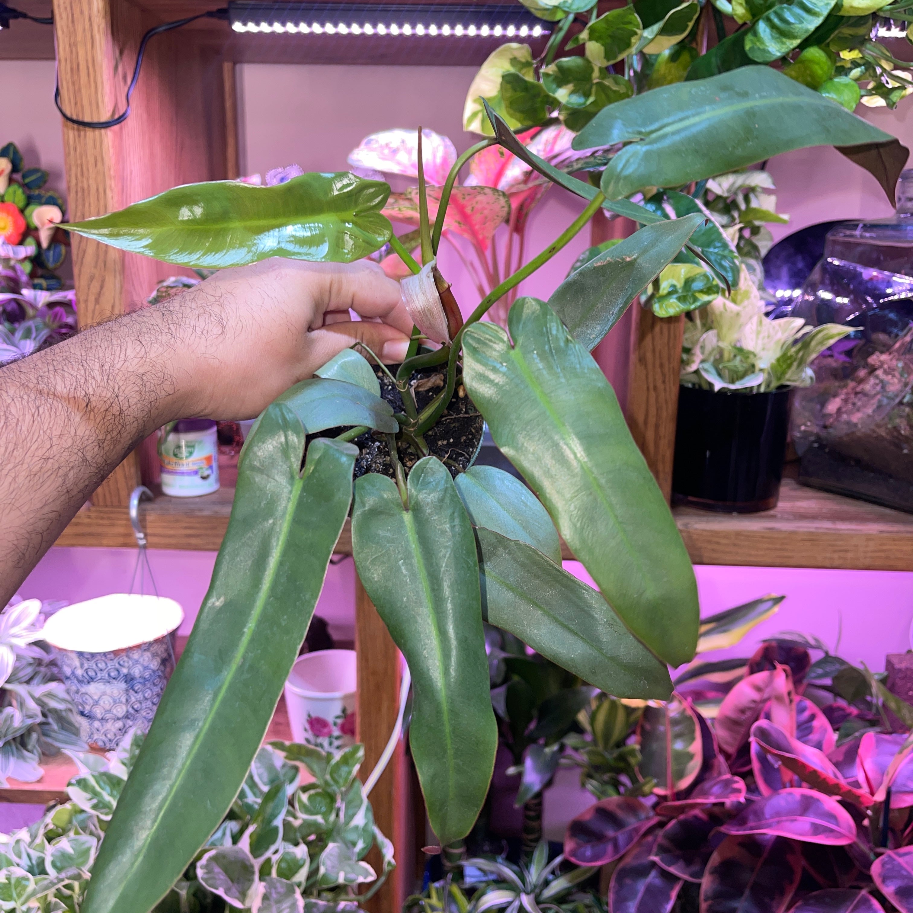 Philodendron Atabapoense 4" Pot