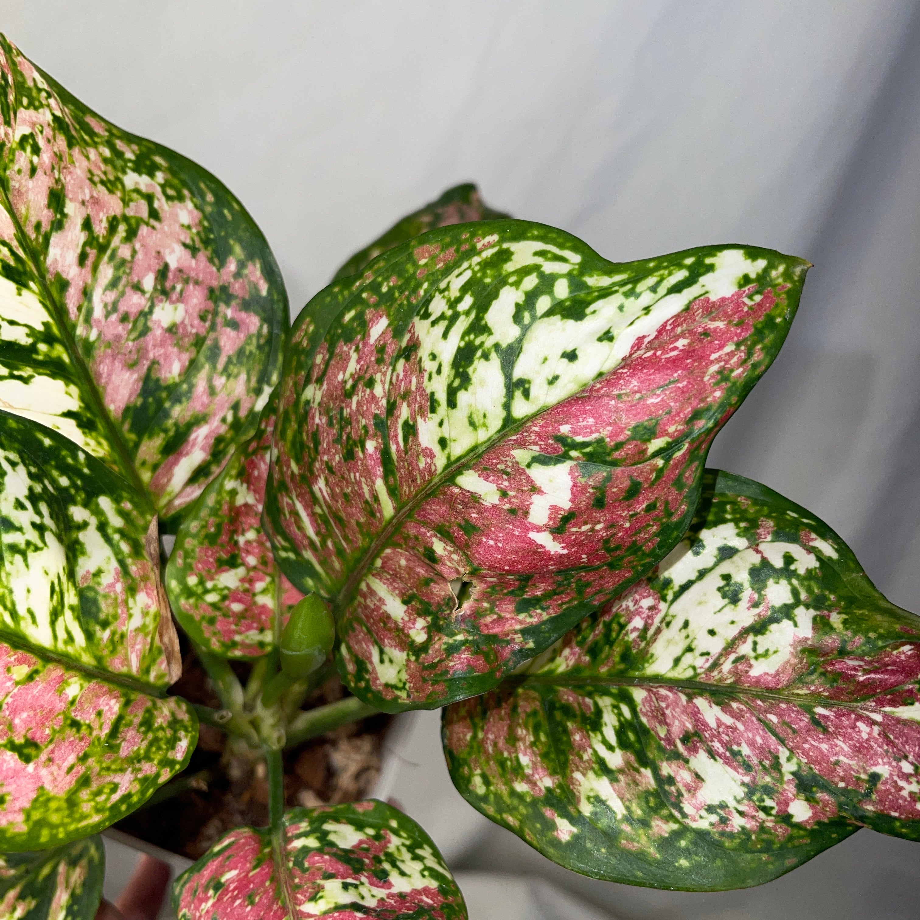 Tri-Color Aglaonema 4"