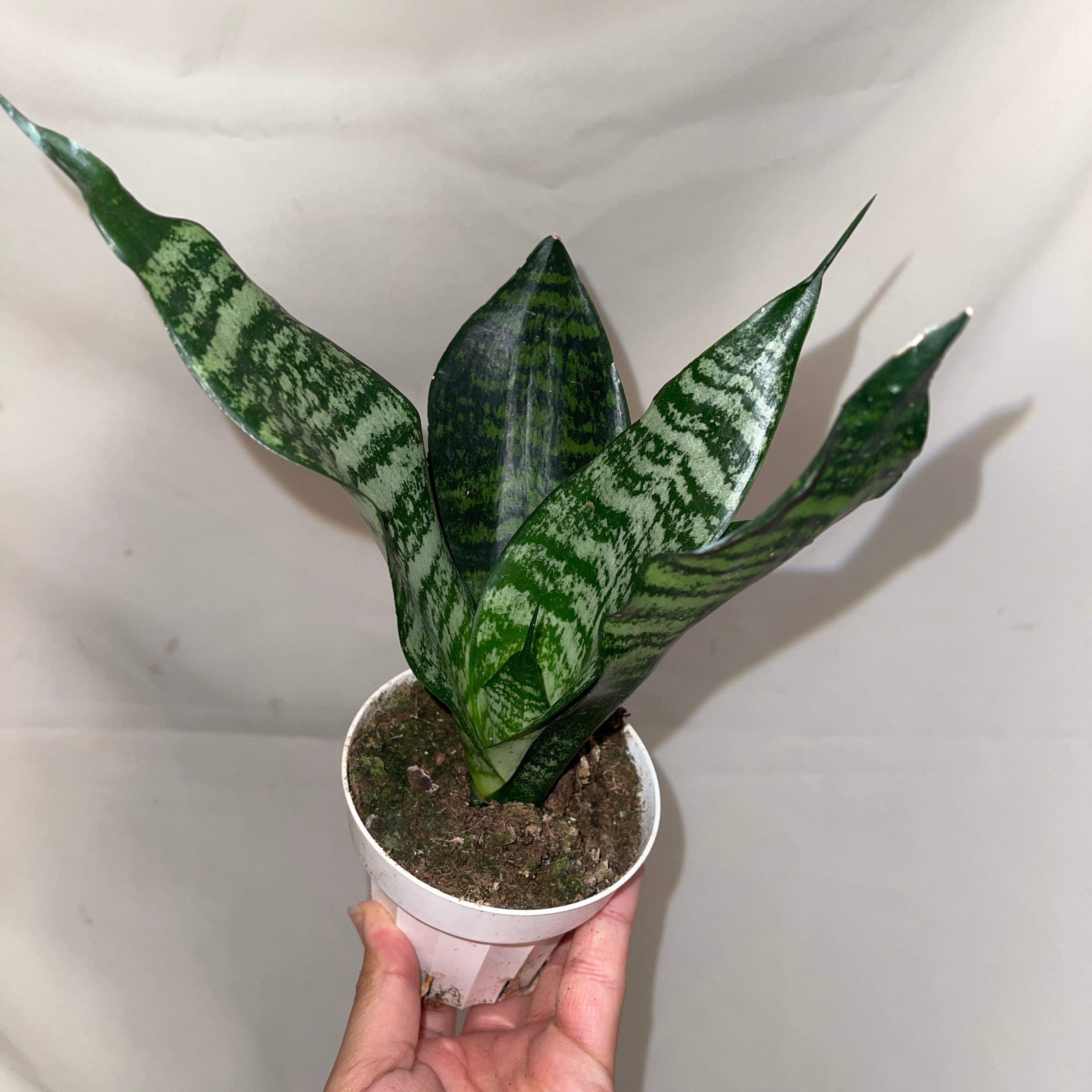 Coral Snake Plant 4” Pot