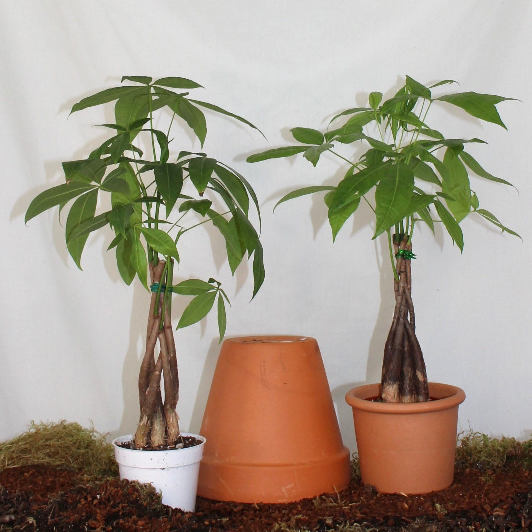 Money Tree 4” Pot