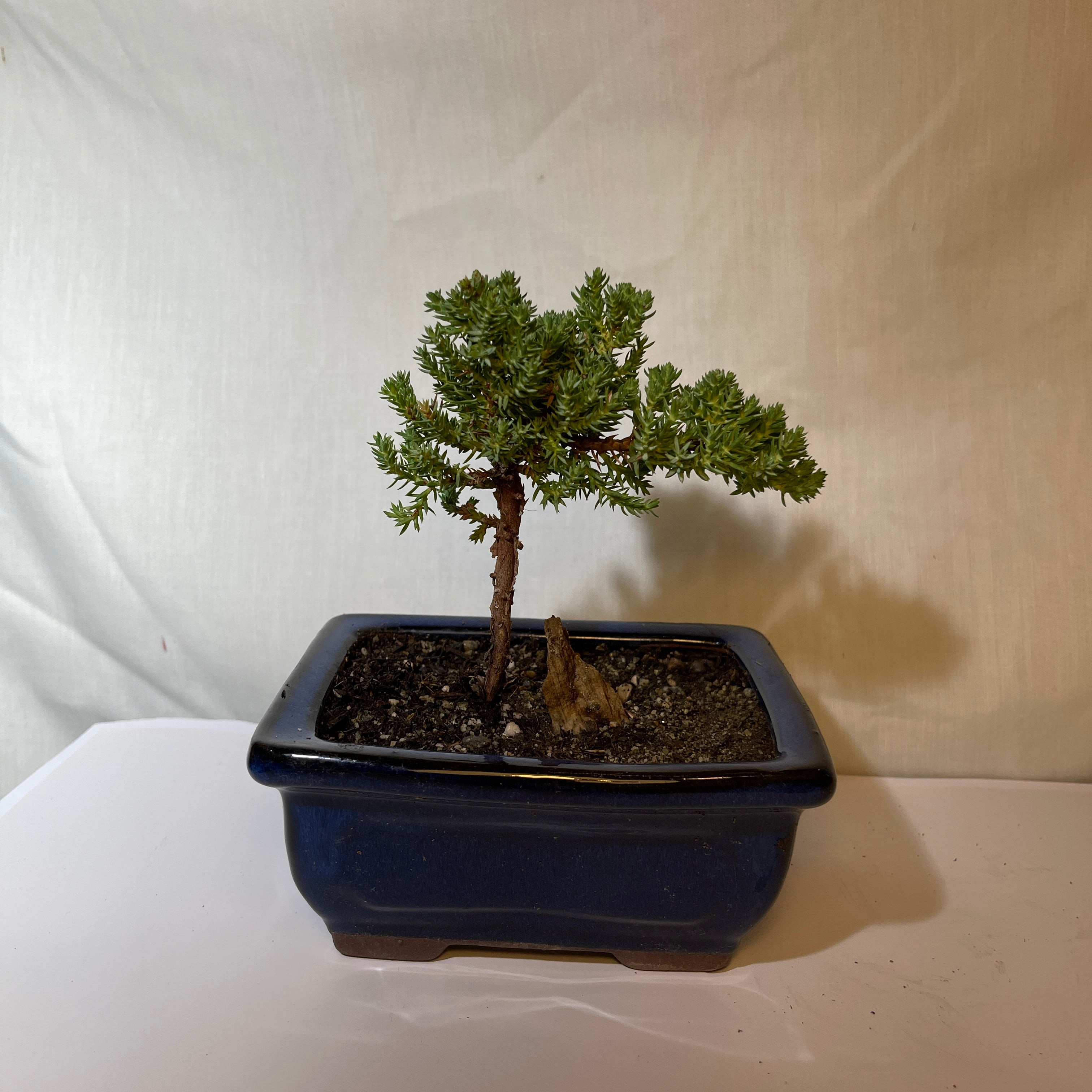 5” Dark Blue Ceramic Juniper Pine Bonsai