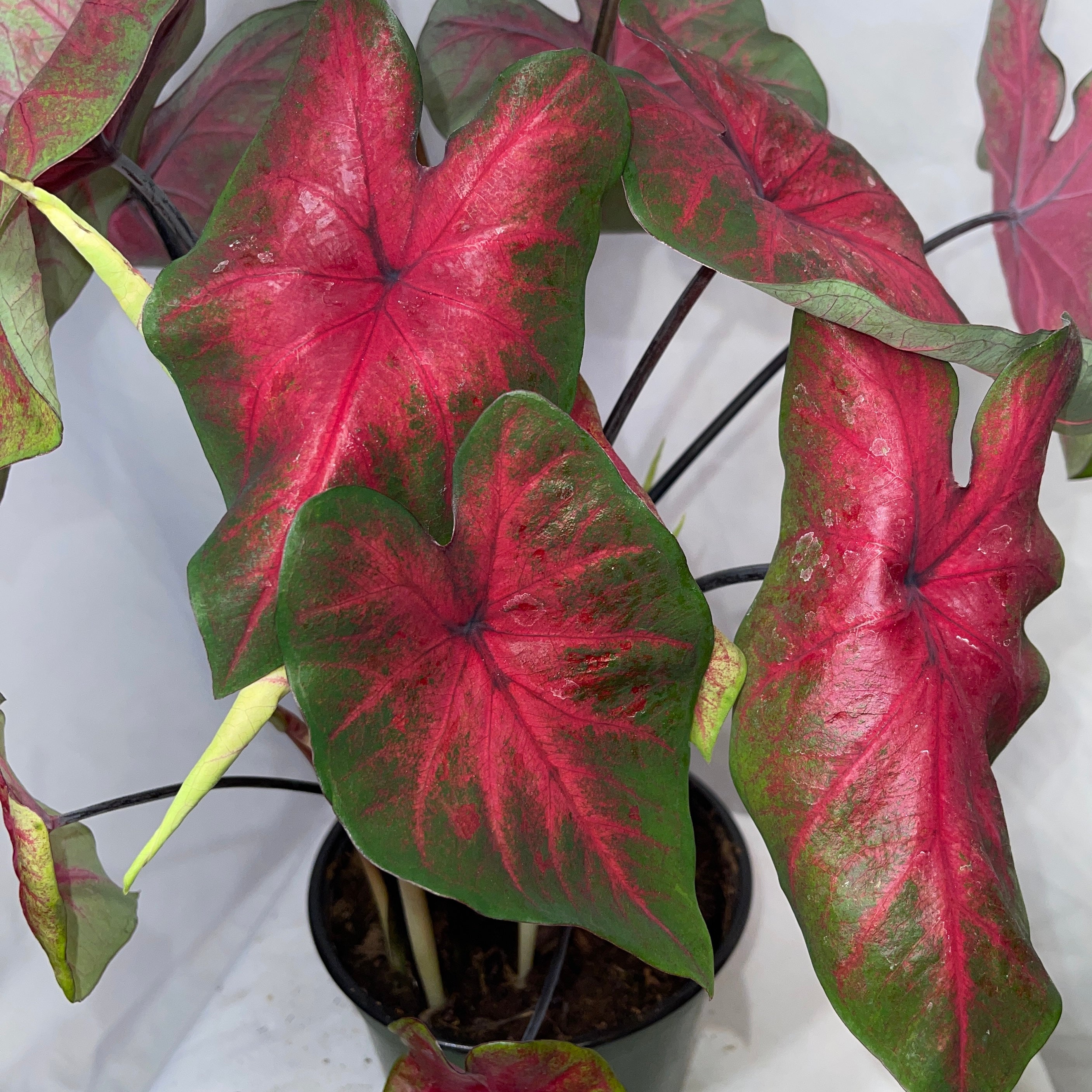 Mixed Caladium Variety One 6” Pot