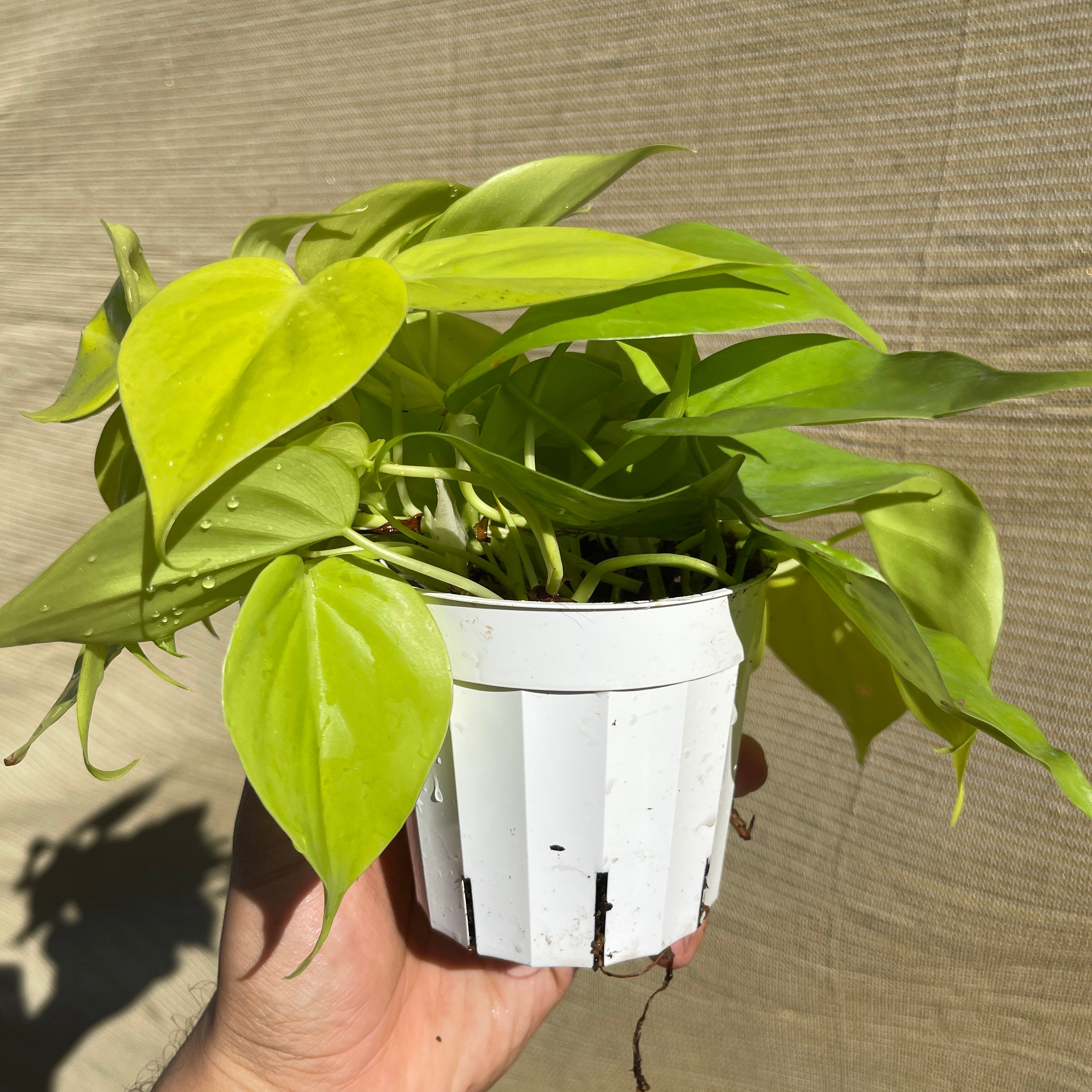 Lemon Lime Philodendron 4” Pot