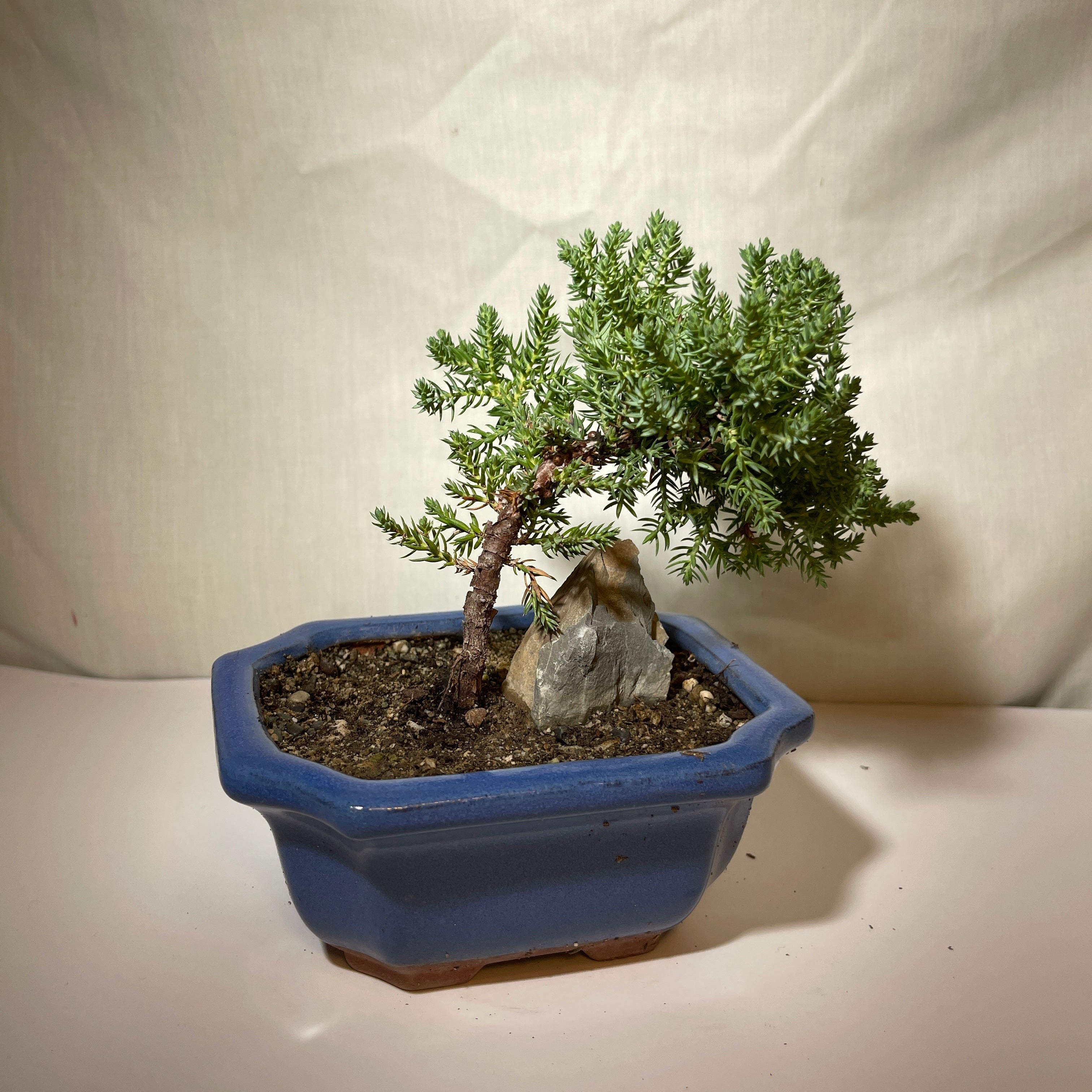 5” Light Blue Ceramic Juniper Pine Bonsai