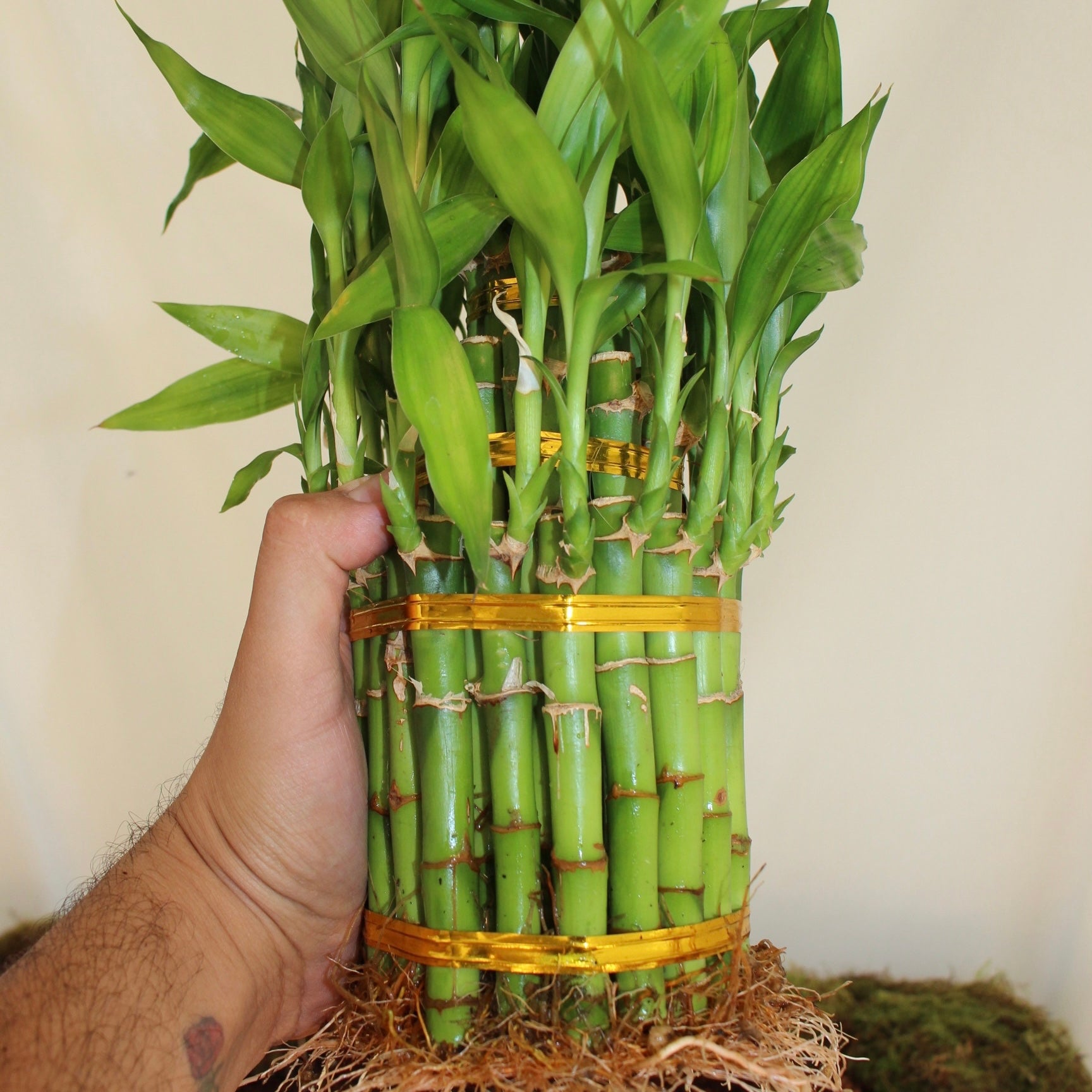 Lucky Bamboo Pyramid