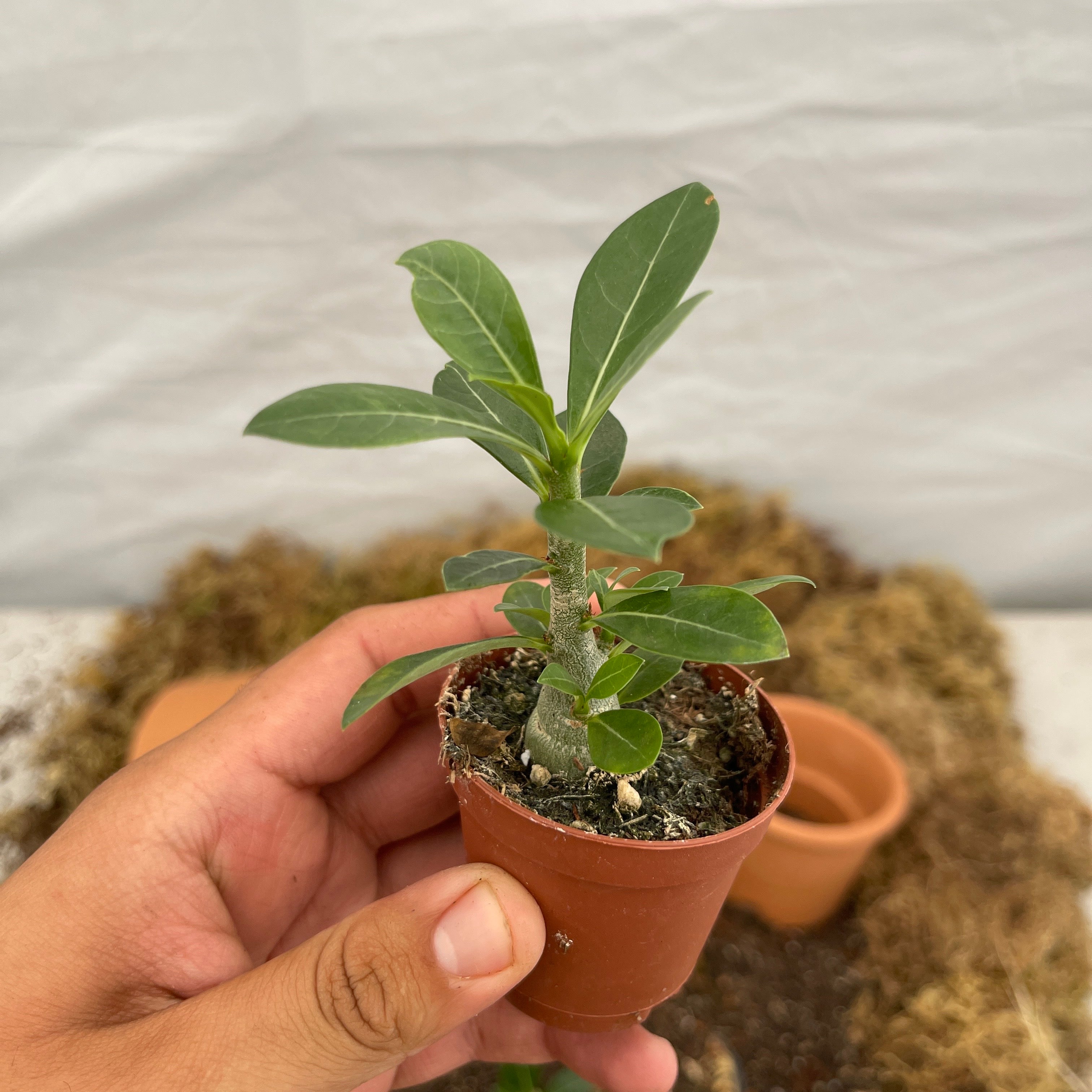 Red Desert Rose Adenium Odesum 2" Pot