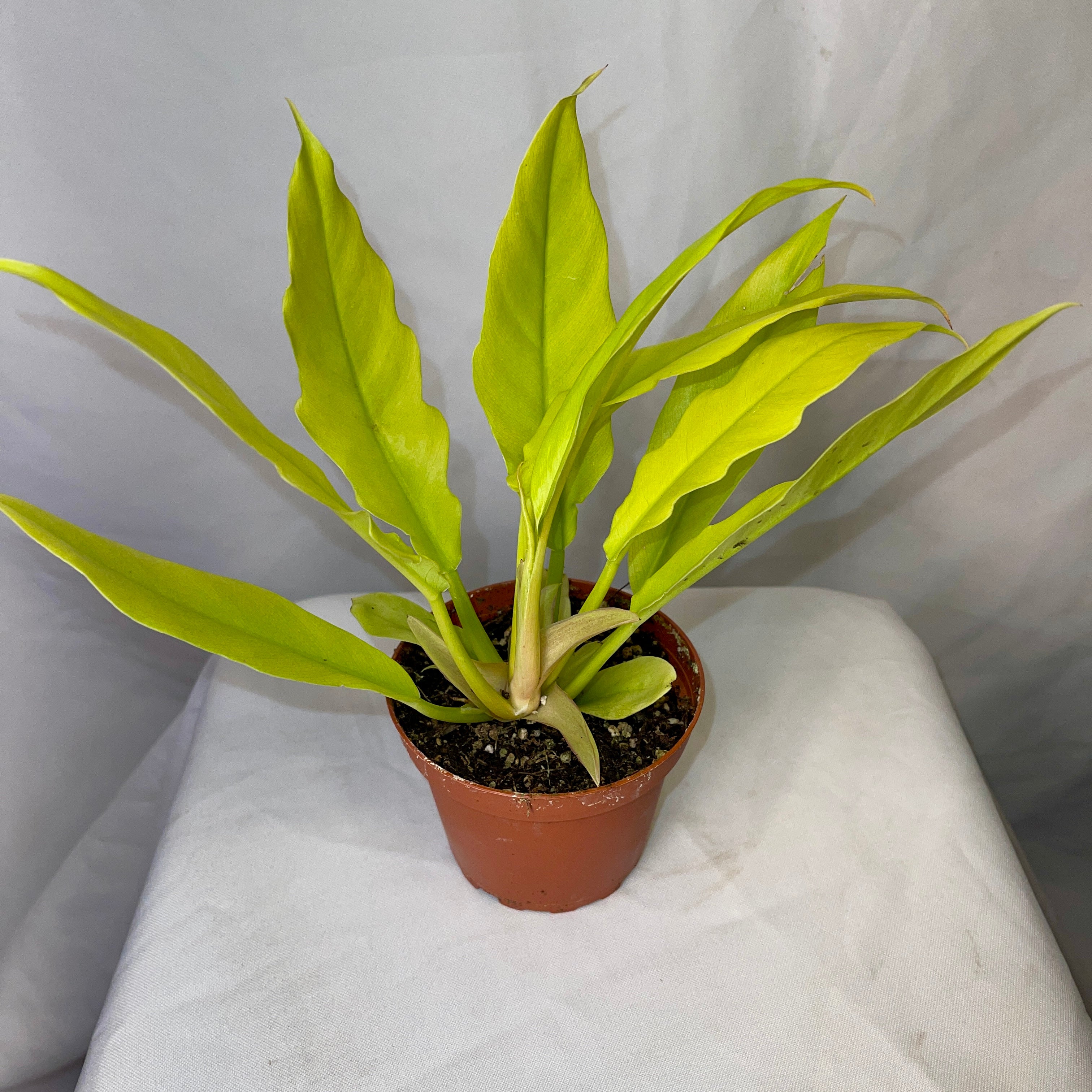 Golden Crocodile Philodendron 4” Pot