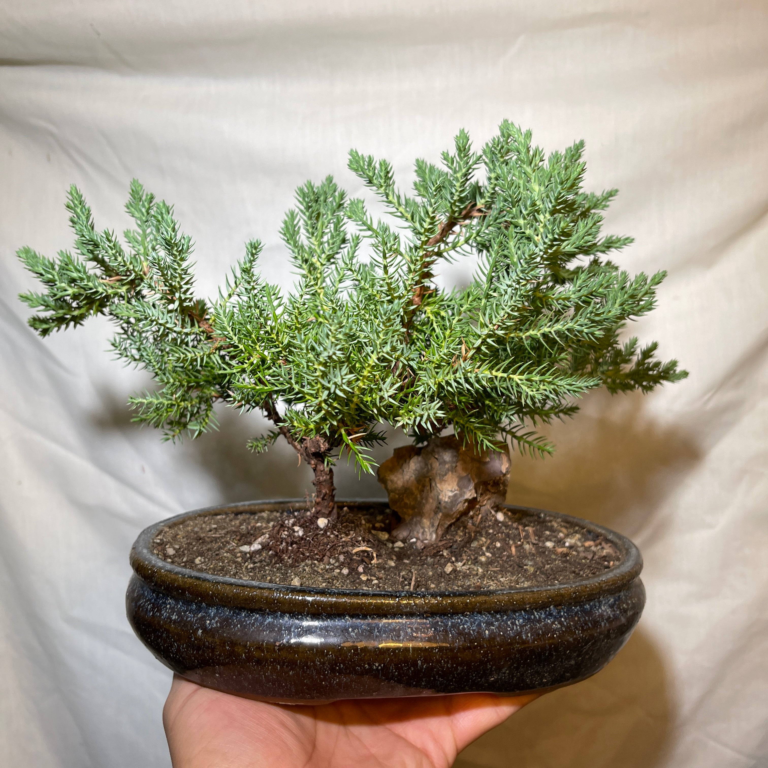 8” Blue & Brown Ceramic Juniper Pine Bonsai