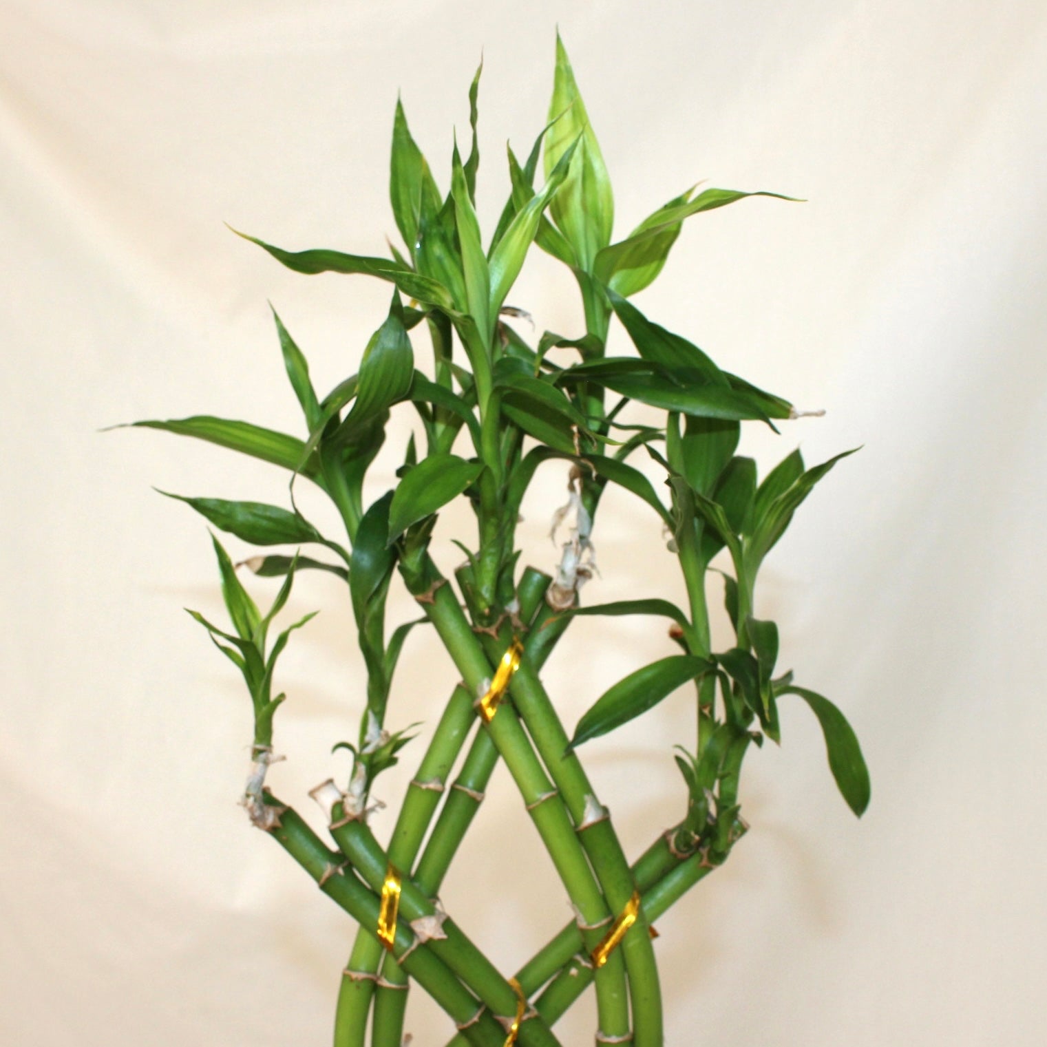 Lucky Bamboo Crosshatch