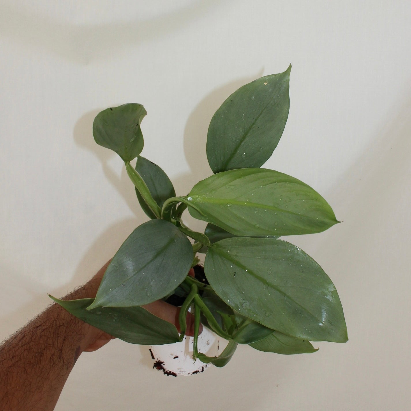 Silver Sword Philodendron 4” Pot