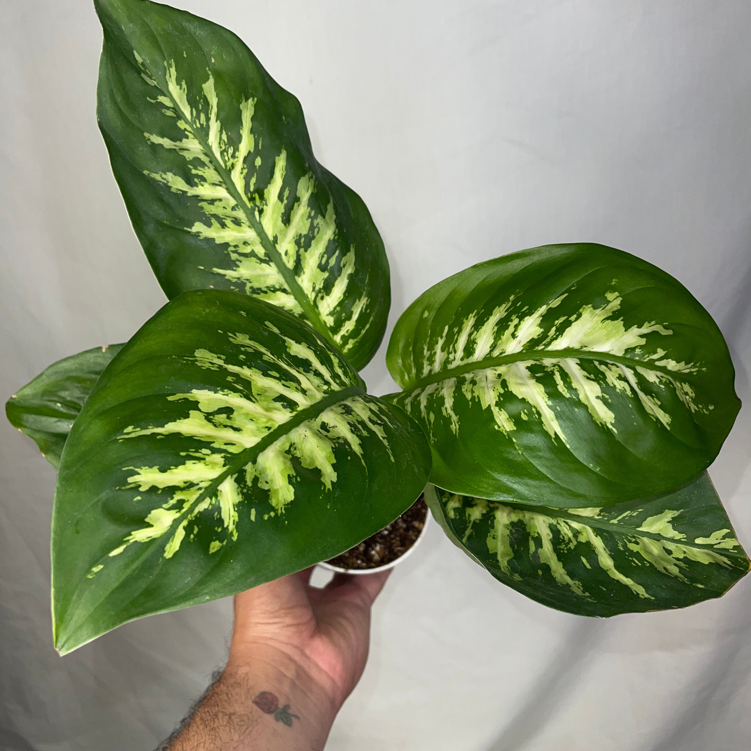 Dieffenbachia ‘Tropic Snow’ 4" Pot