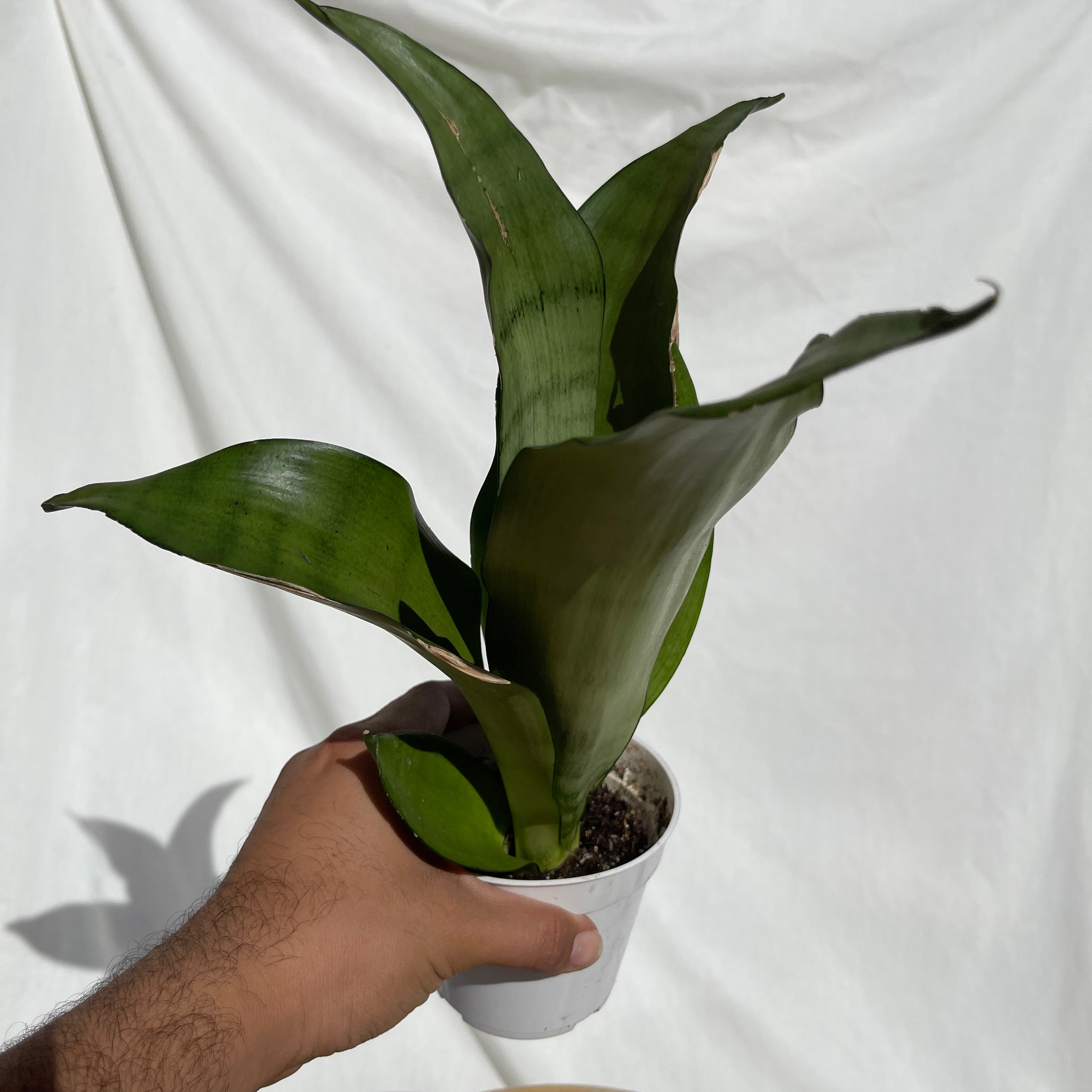 Moonshine Snake Plant 4” Pot