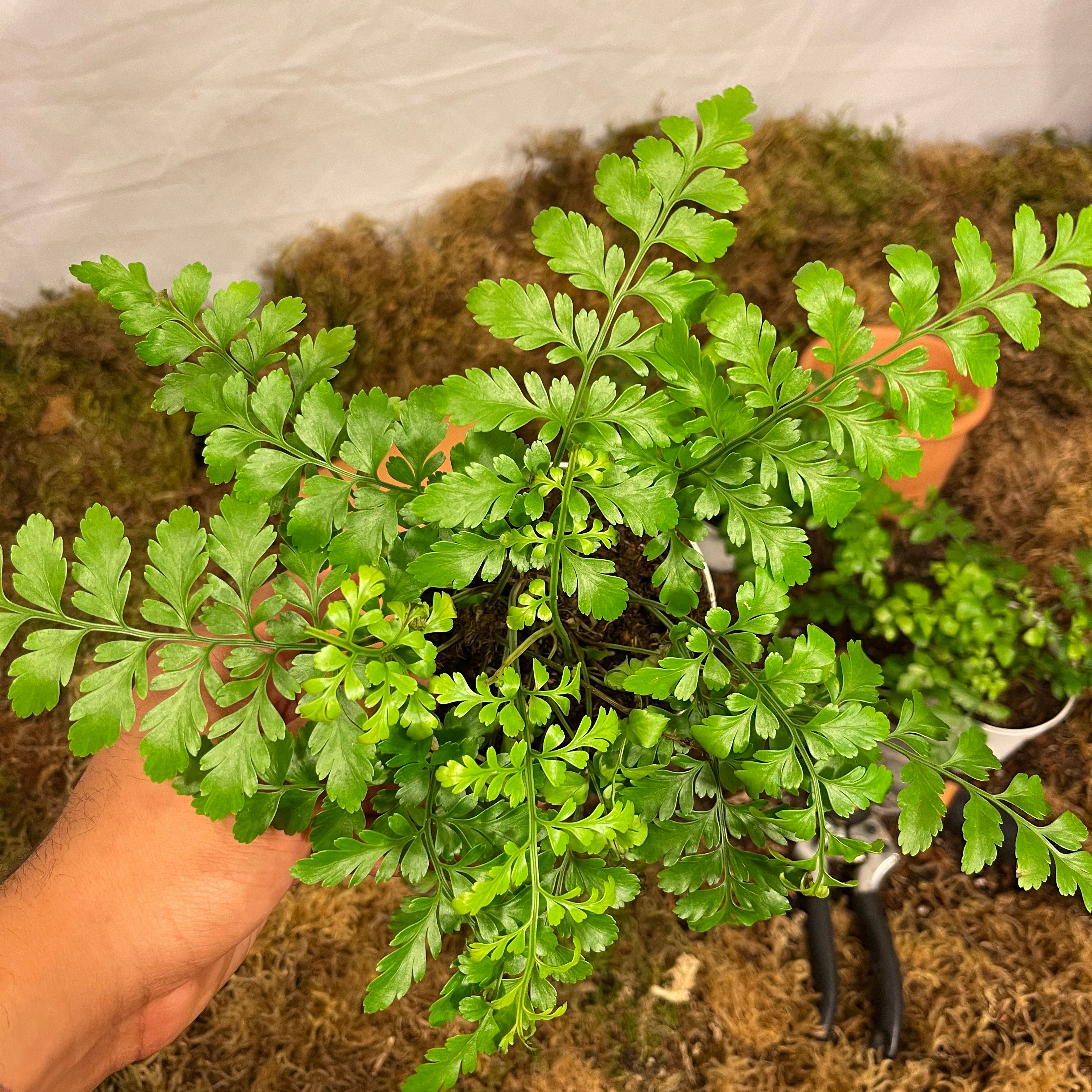 Spleenwort Fern 4" Pot