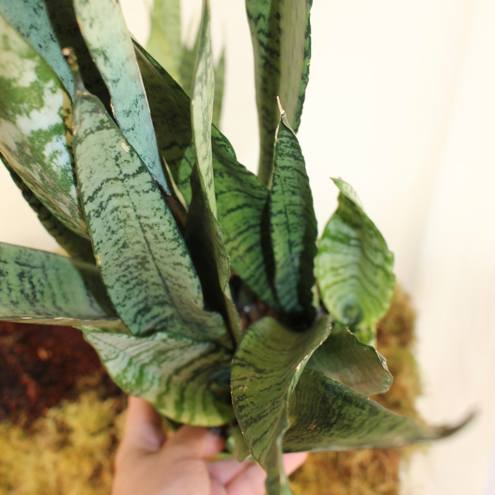 Futura Robusta Snake Plant 6” Pot