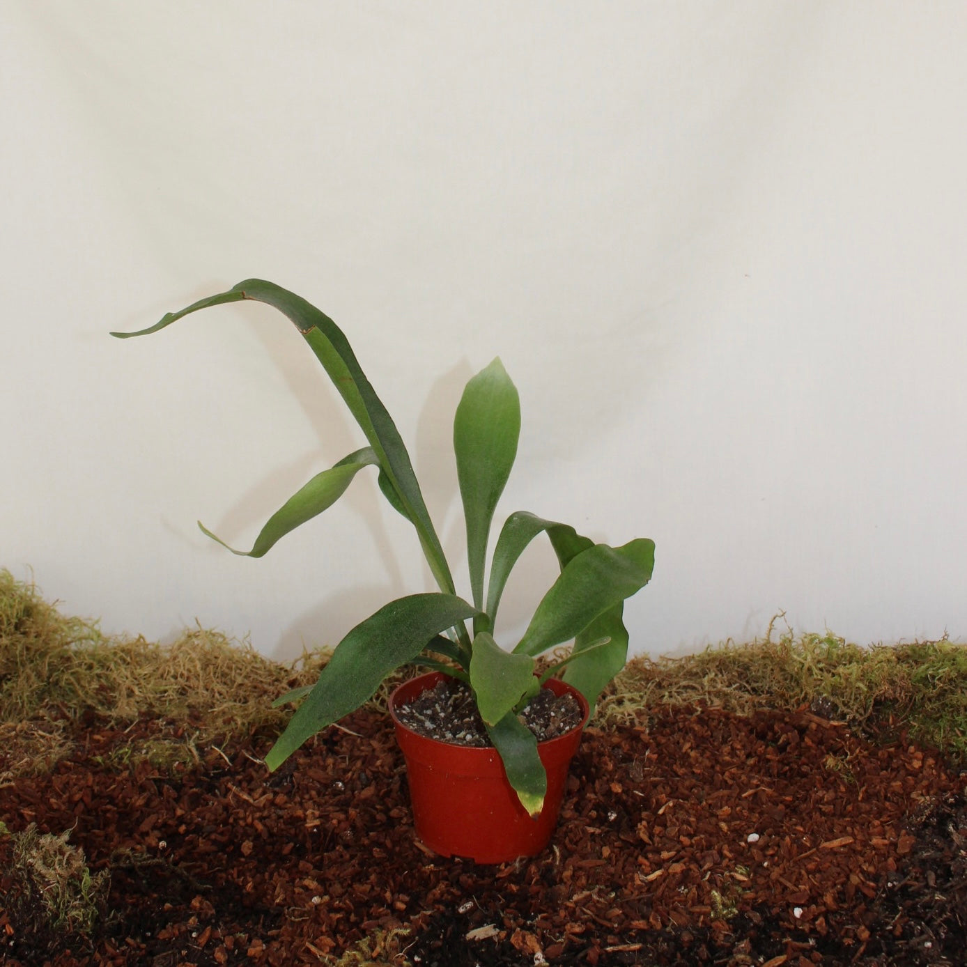 Staghorn Fern 4” Pot