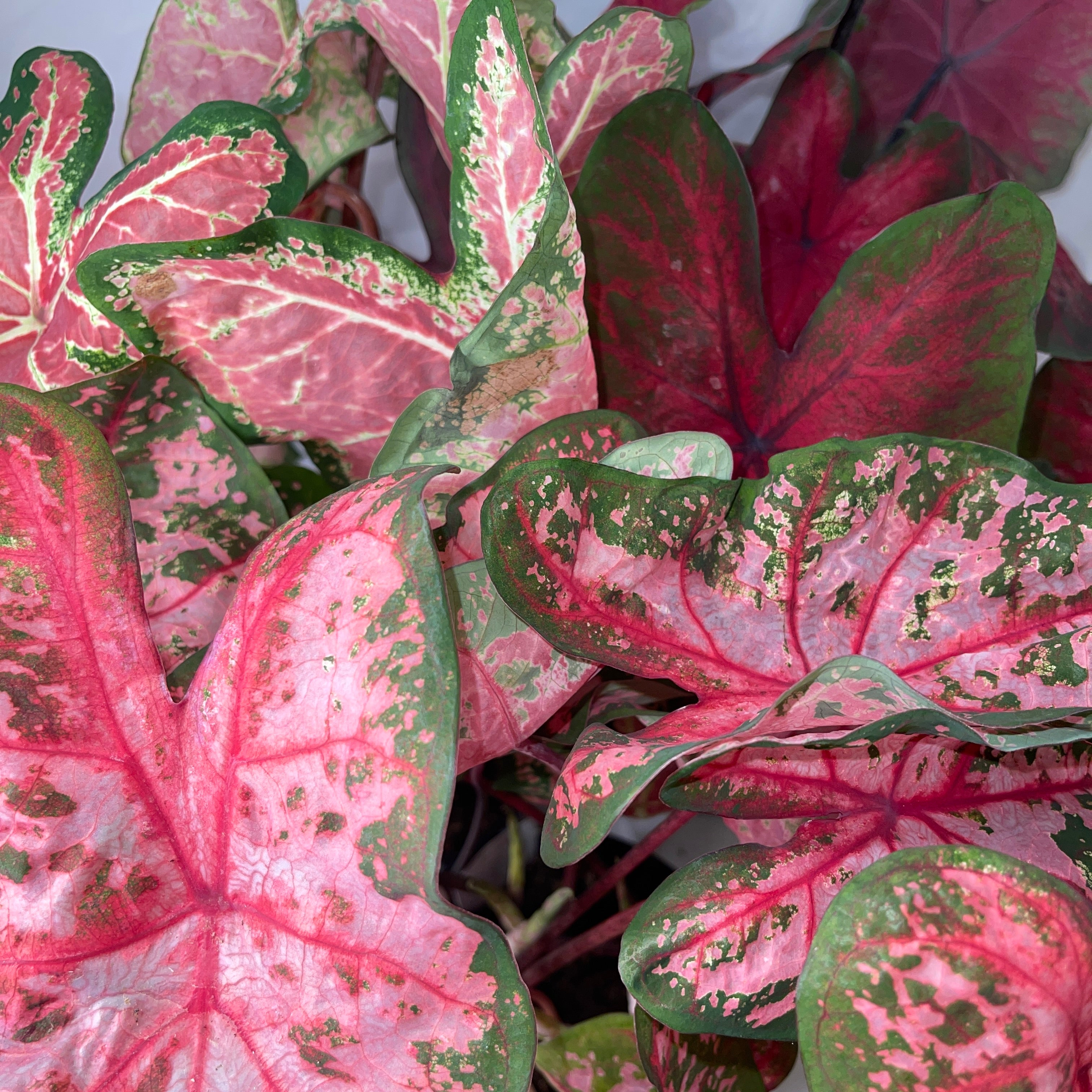 Mixed Caladium Variety One 6” Pot
