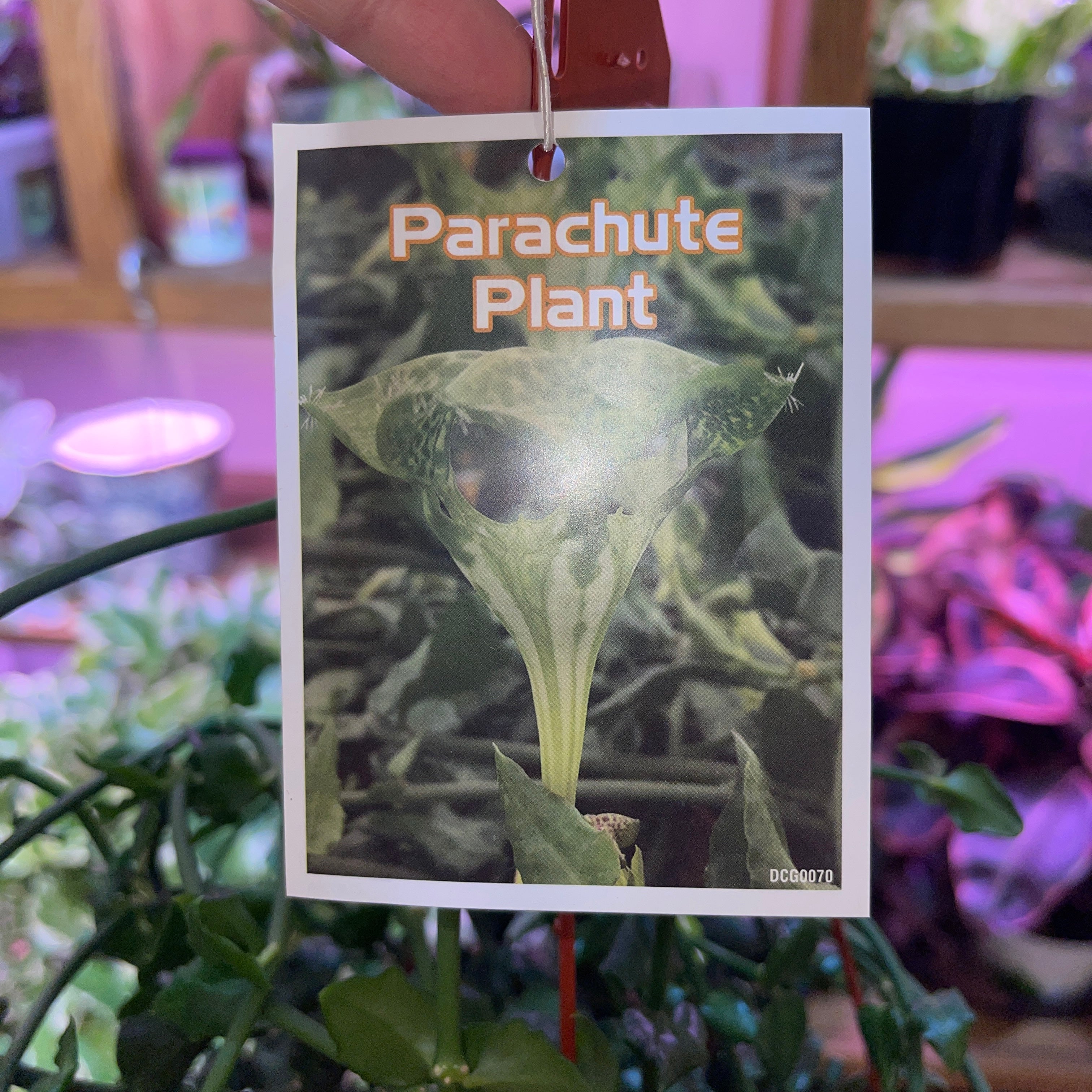 Parachute Plant 6" Pot Ceropegia Sandersonii