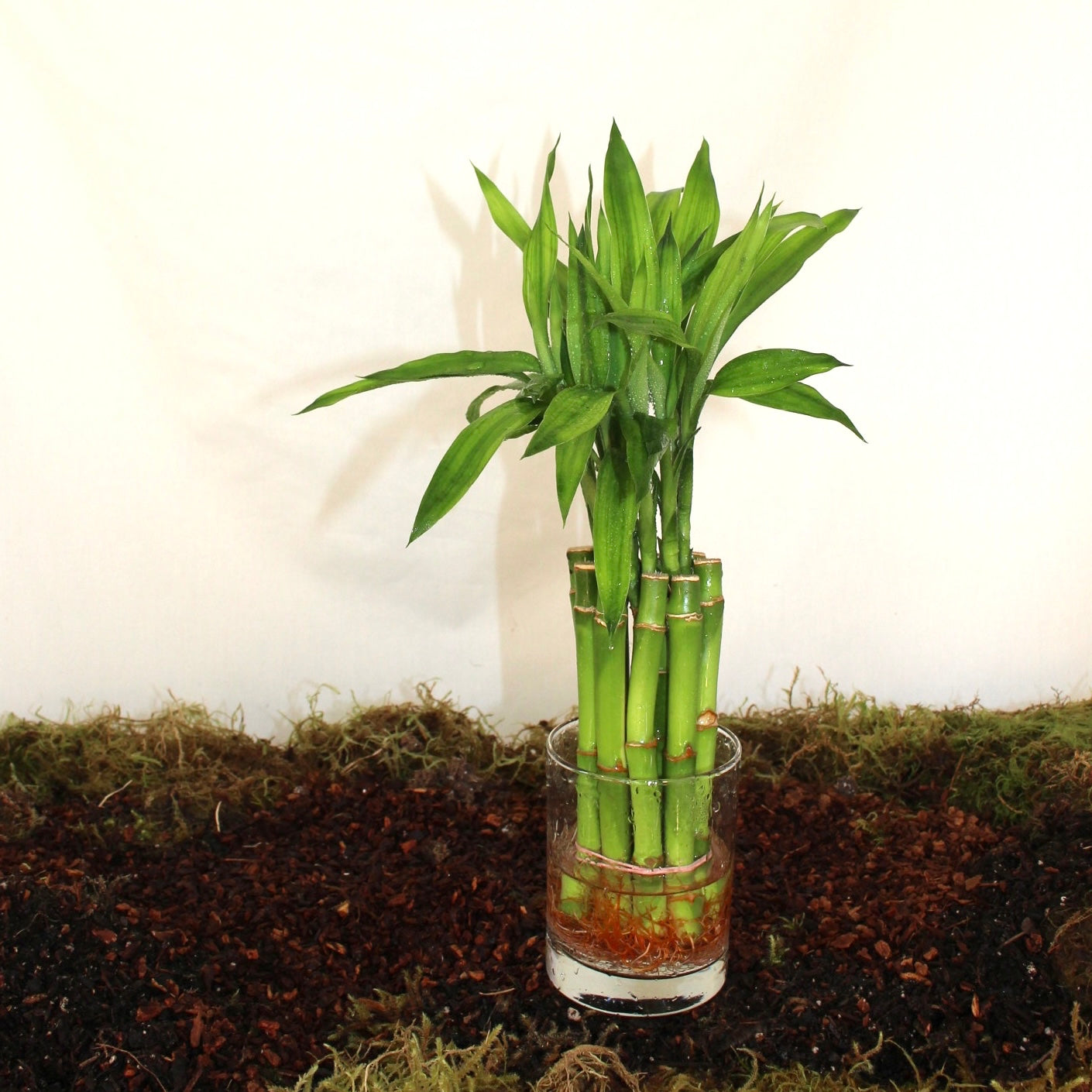 6” Lucky Bamboo Bunch