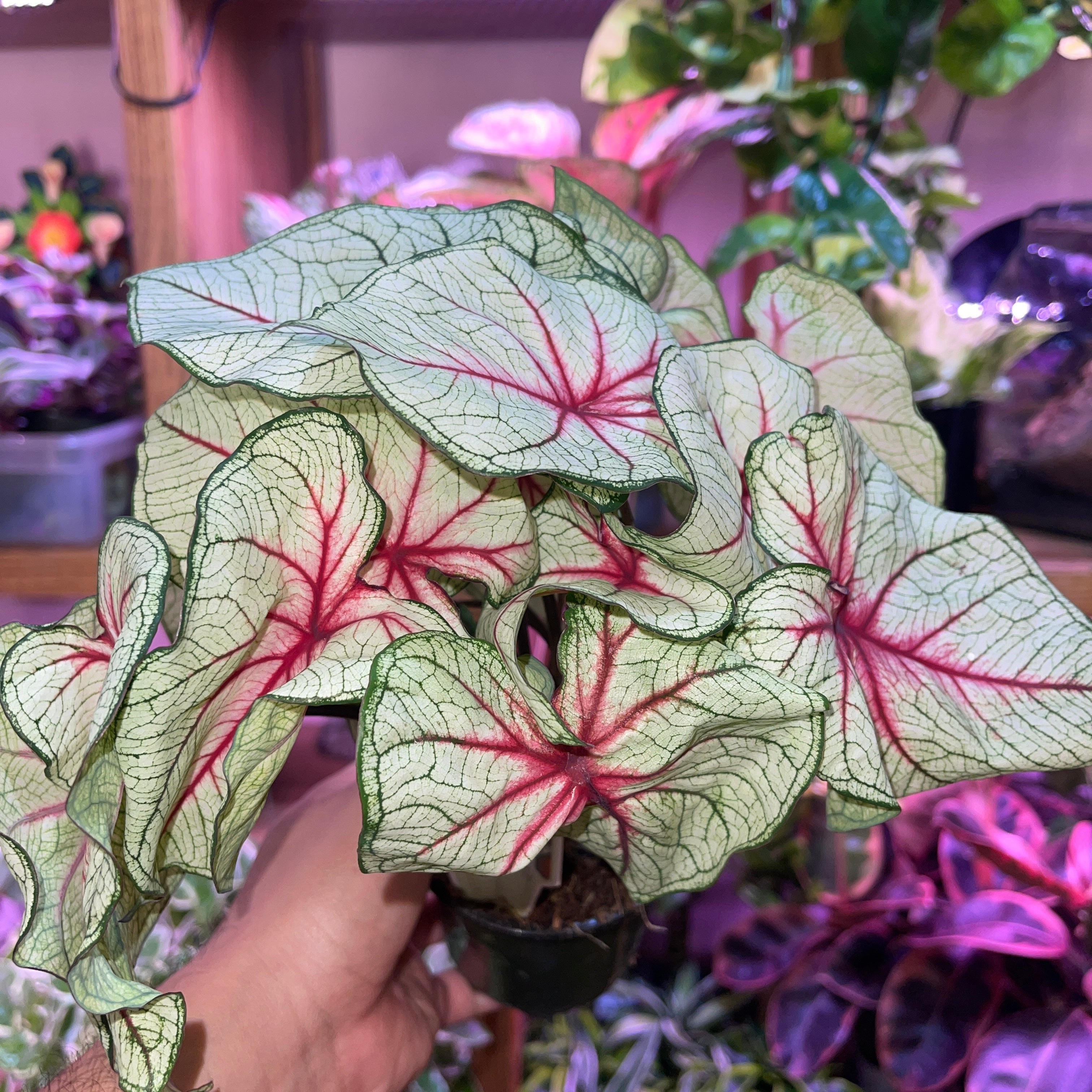 Green Caladium Variety 4” Pot