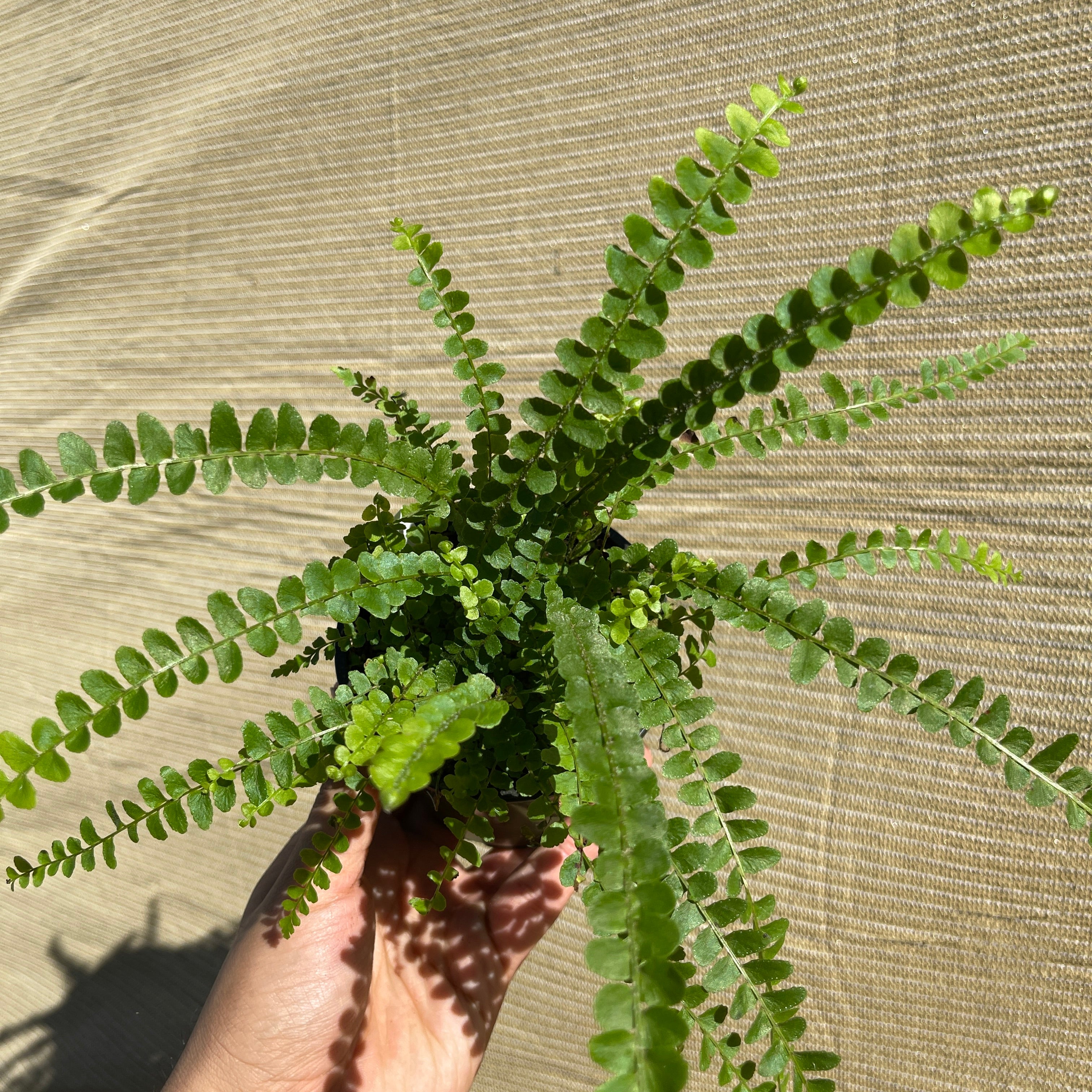 Lemon Button Fern 4" Pot