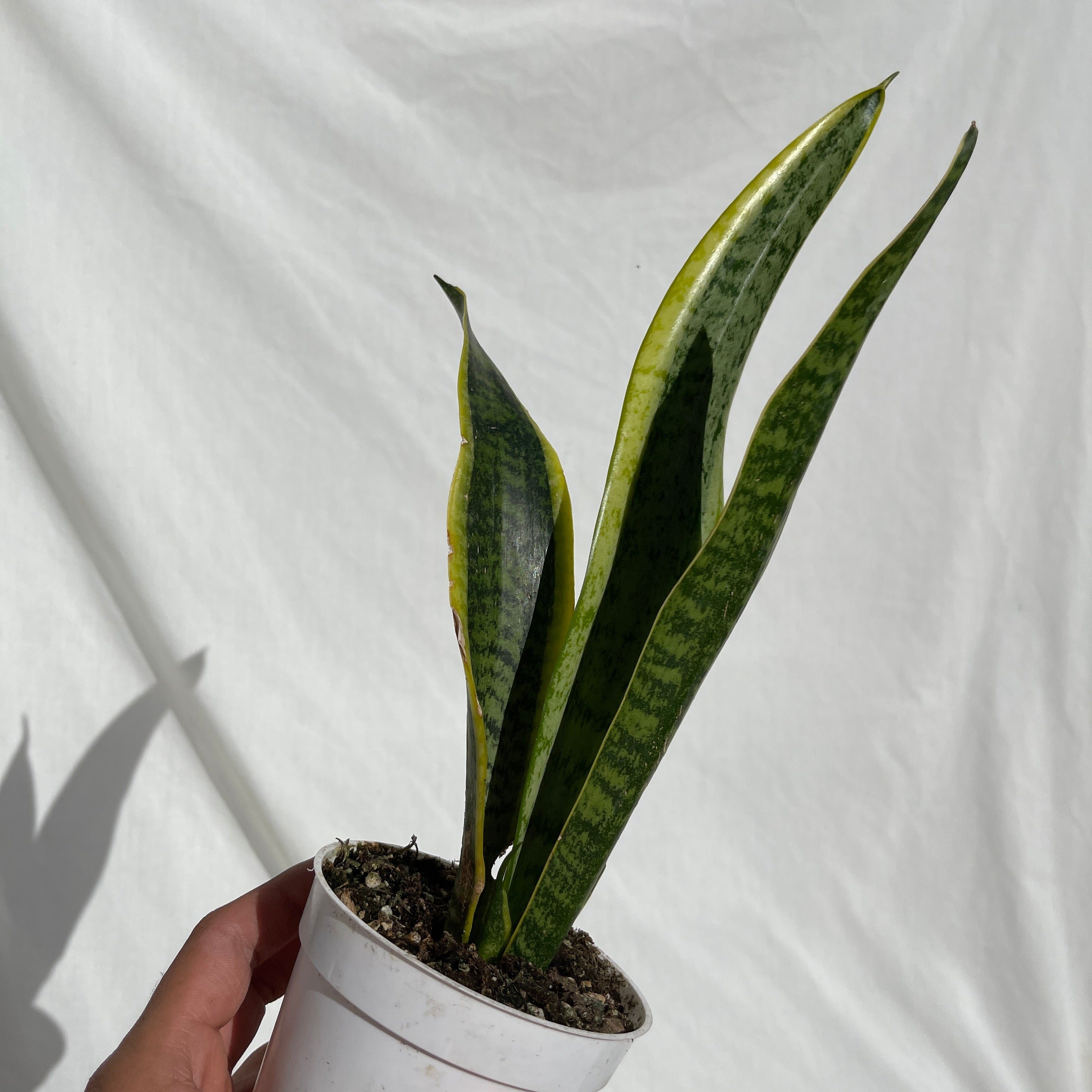 Laurentii Snake Plant 4” Pot