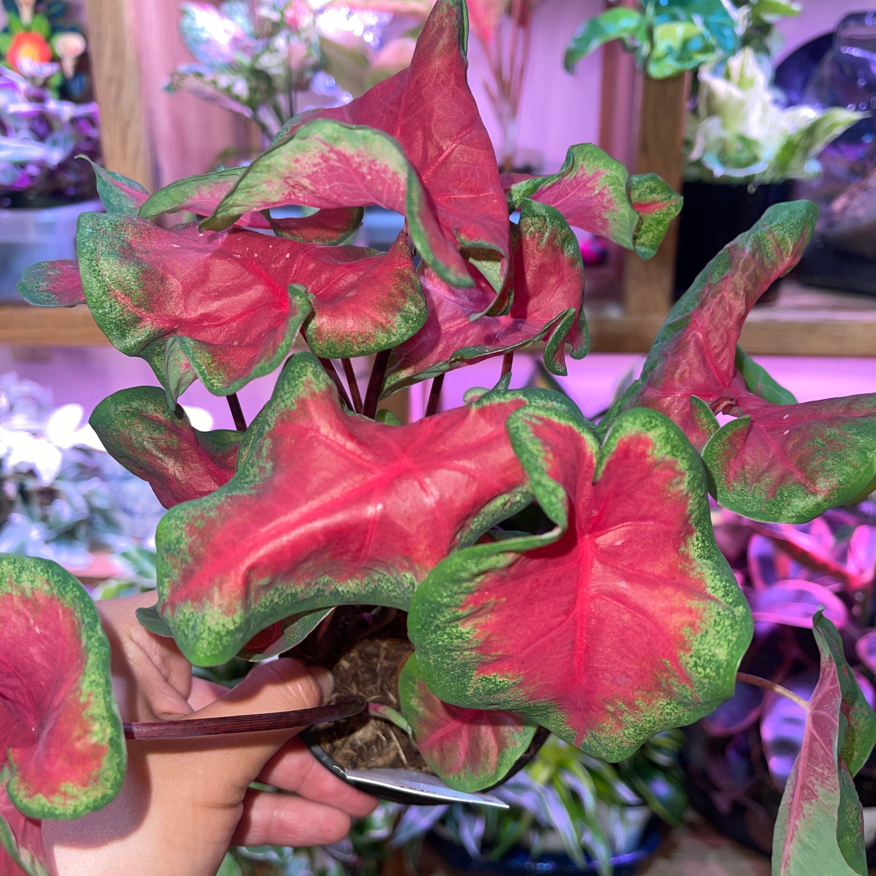 Red Caladium Variety 4” Pot