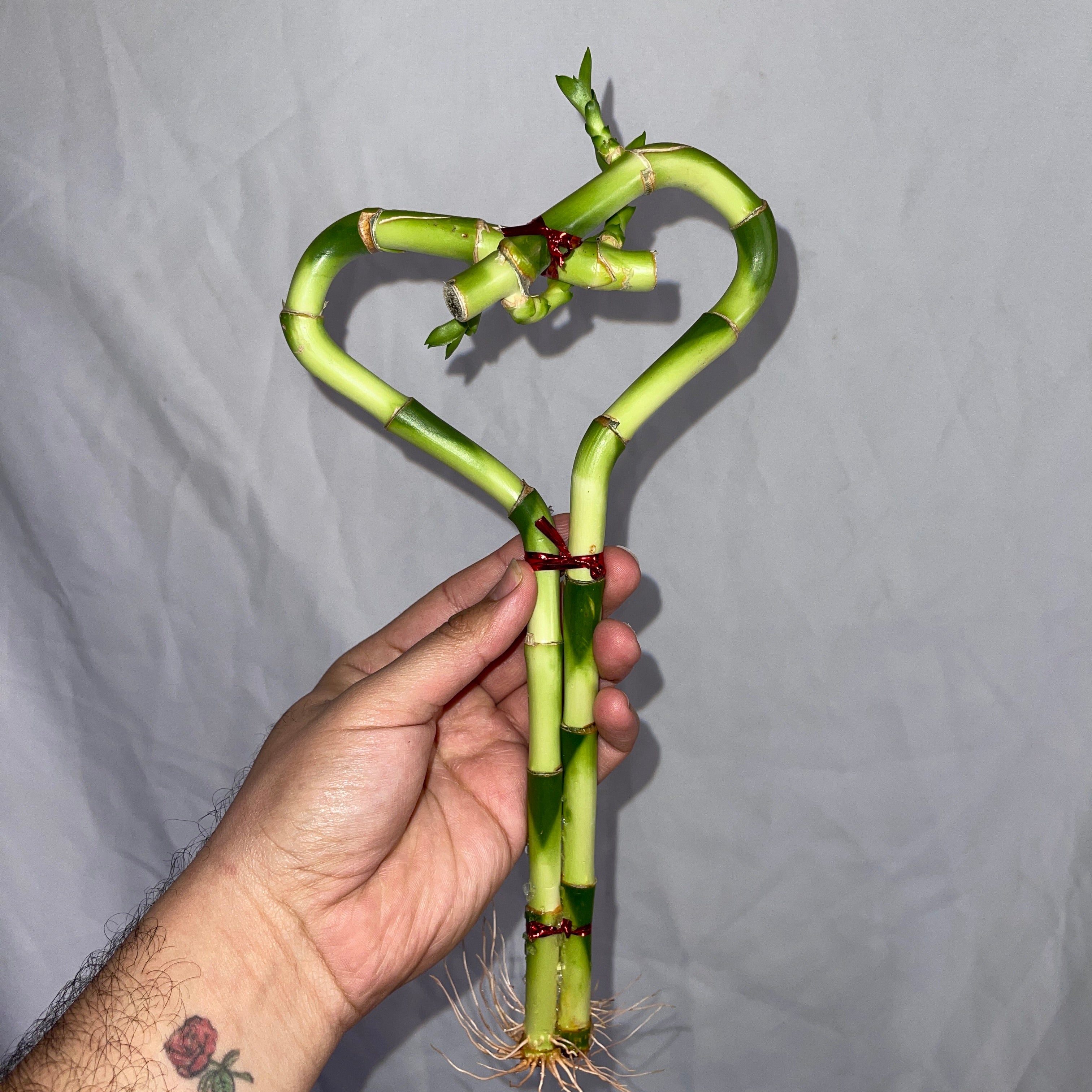 Heart Shaped Lucky Bamboo Single Heart