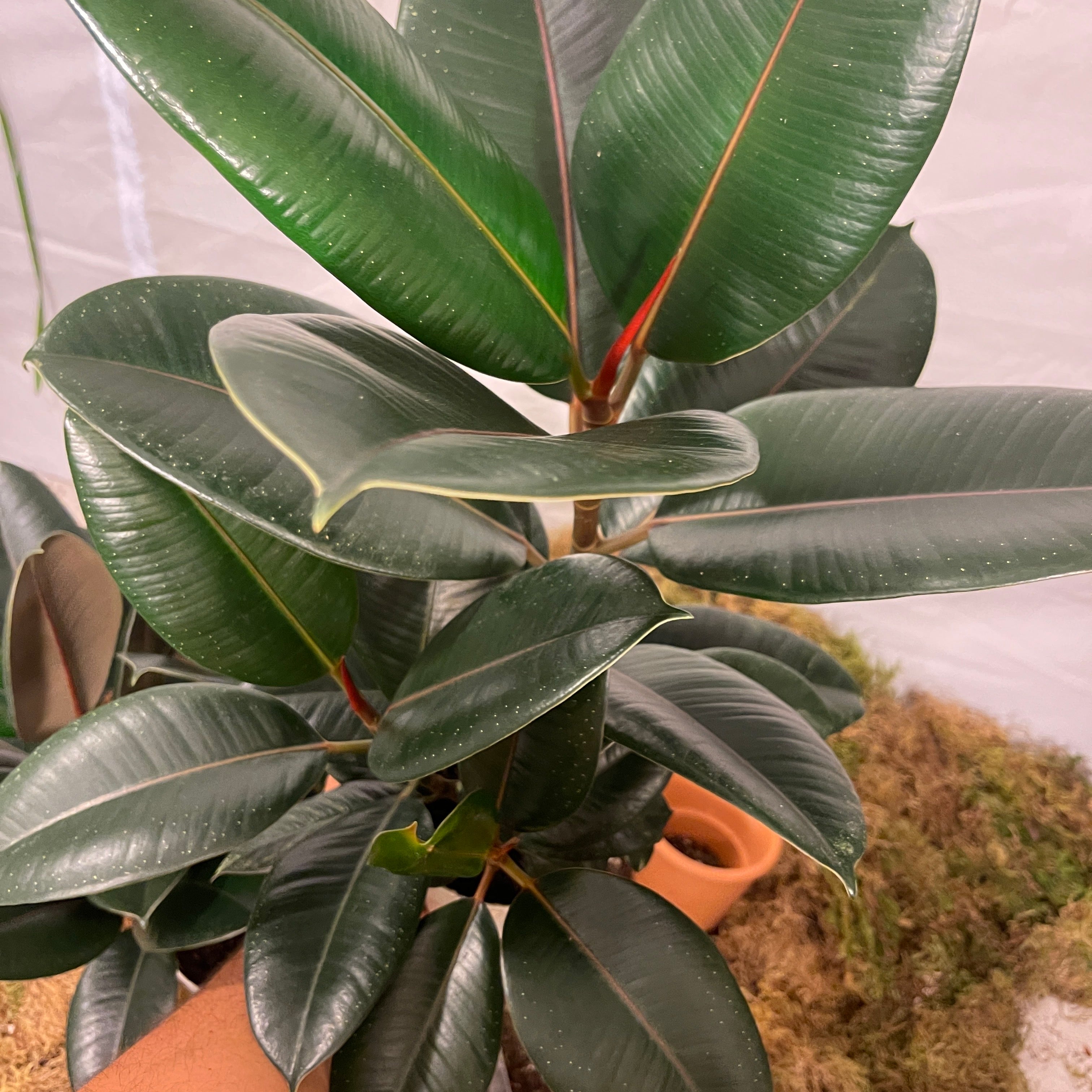 Burgundy Rubber Tree 6" Pot