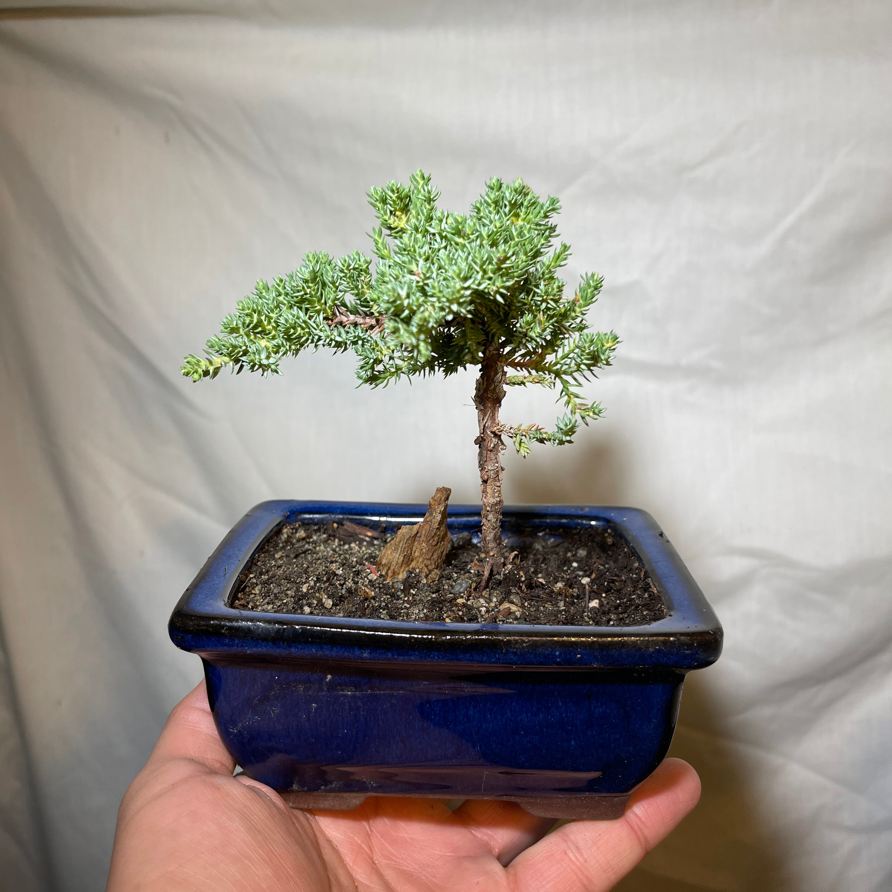 5” Dark Blue Ceramic Juniper Pine Bonsai