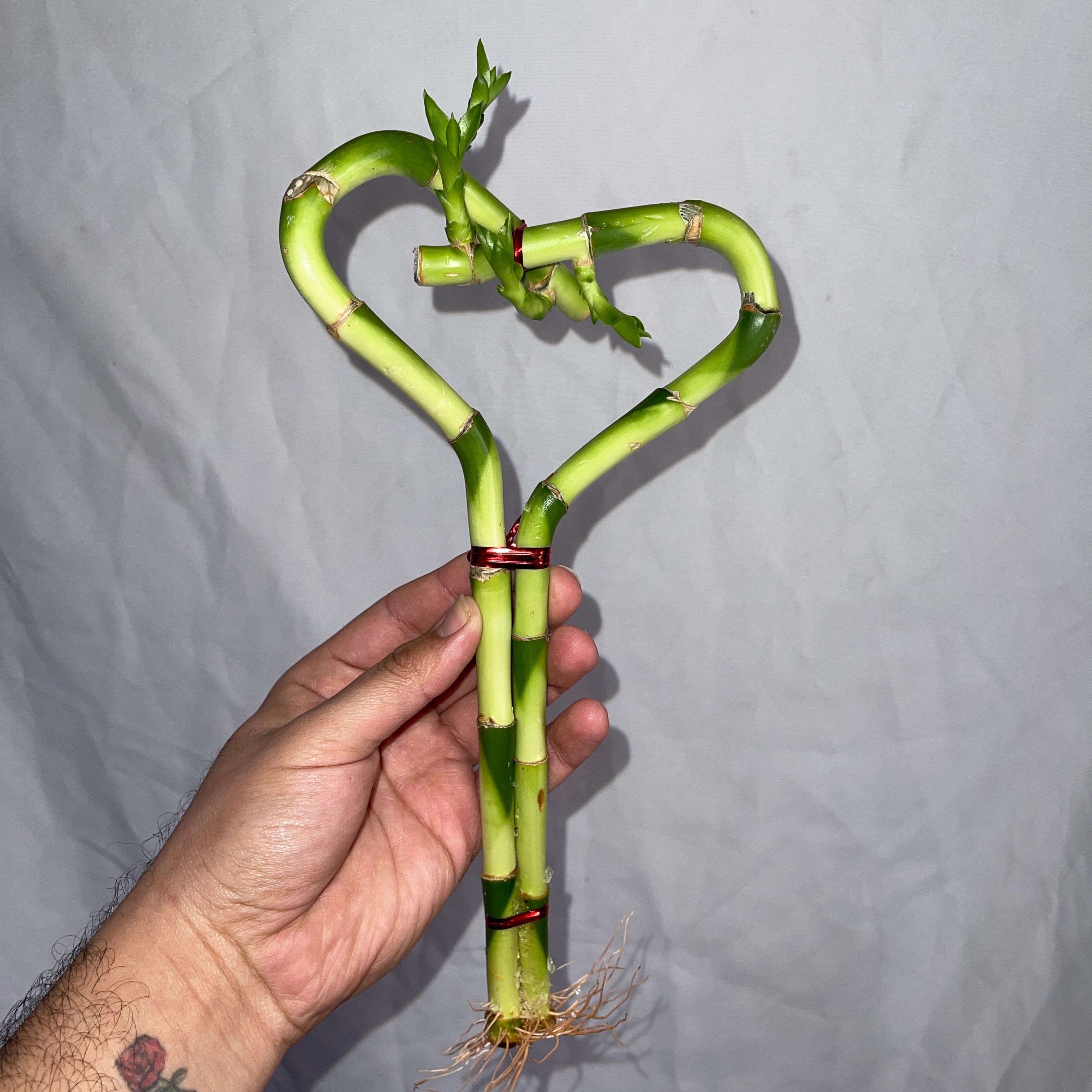 Heart Shaped Lucky Bamboo Single Heart