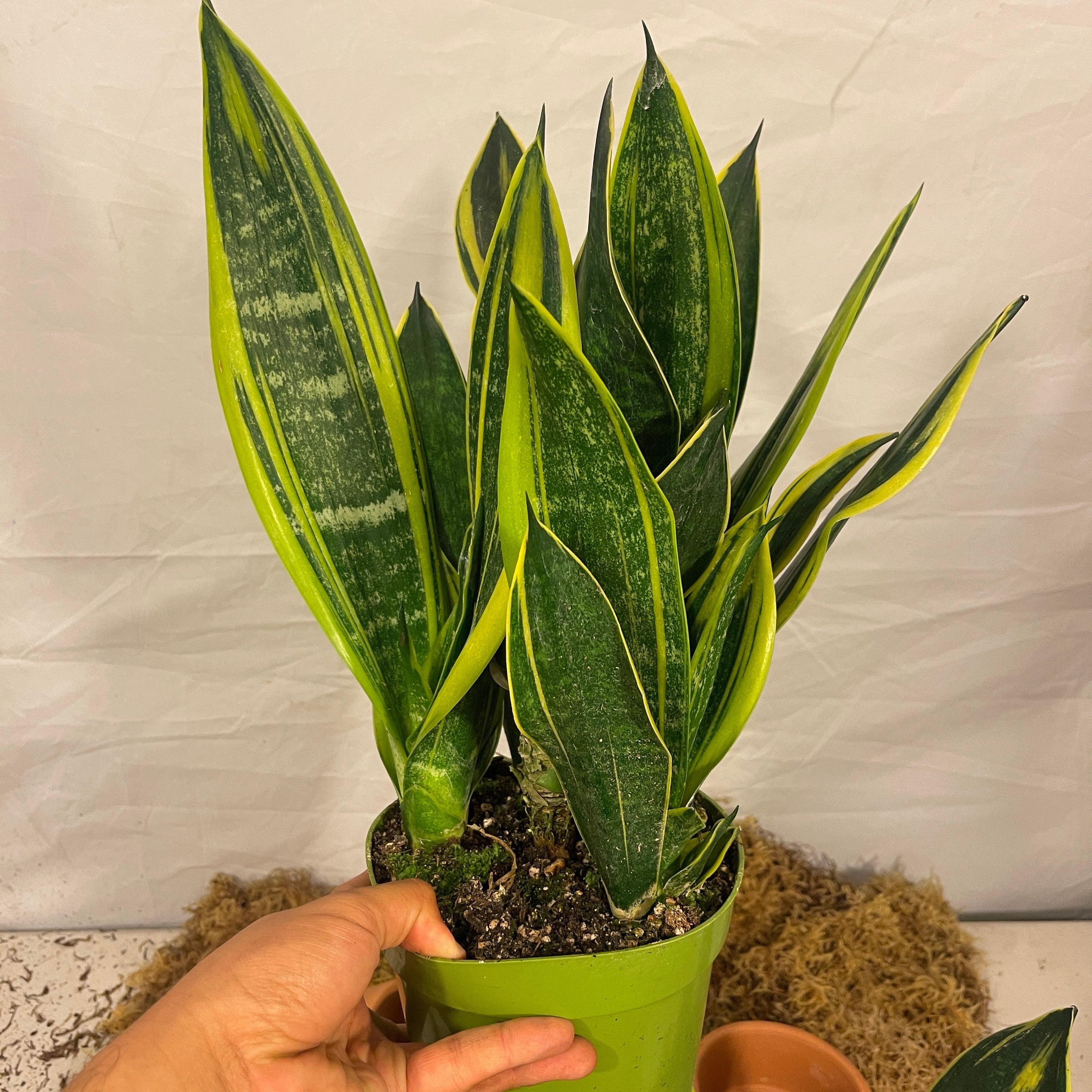 Golden Flame Snake Plant 6" Pot