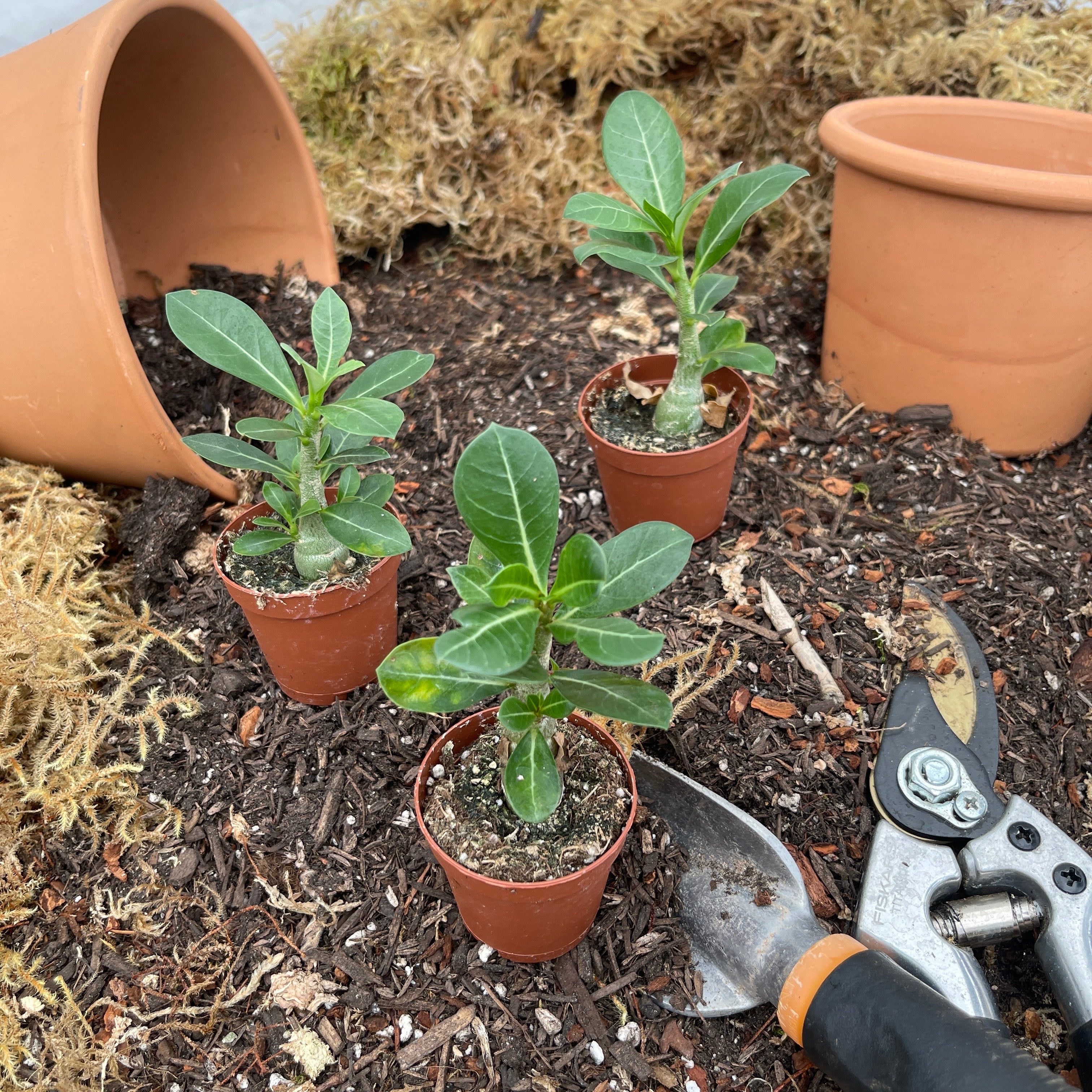 White Desert Rose Adenium Obesum 2" Pot