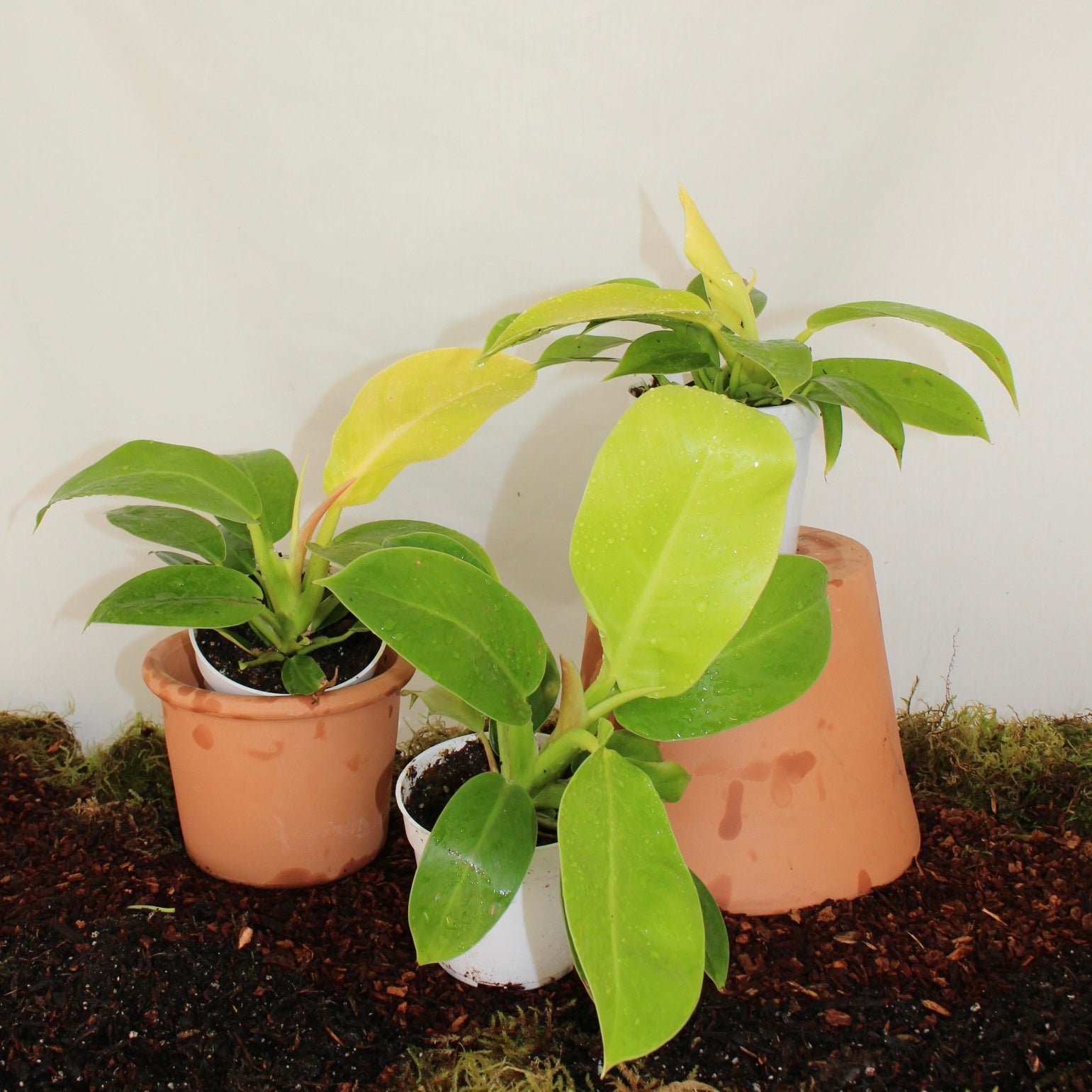 Golden Goddess Philodendron 4” Pot