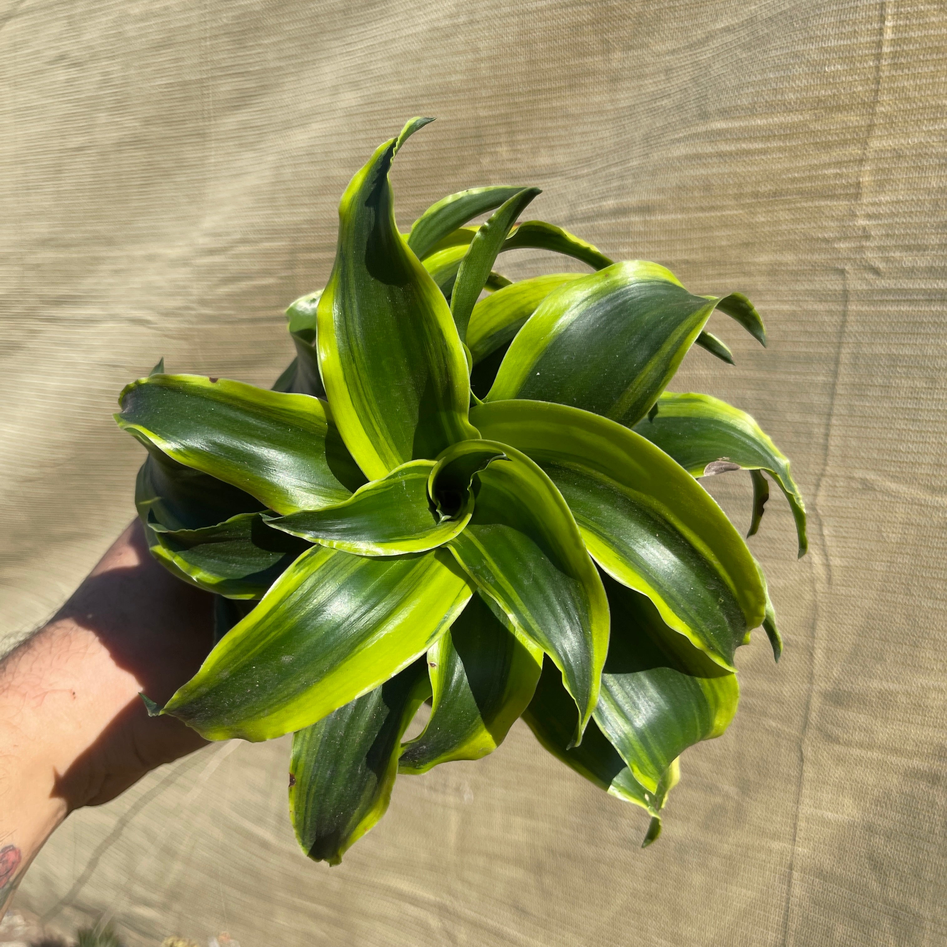 Dracaena Tornado