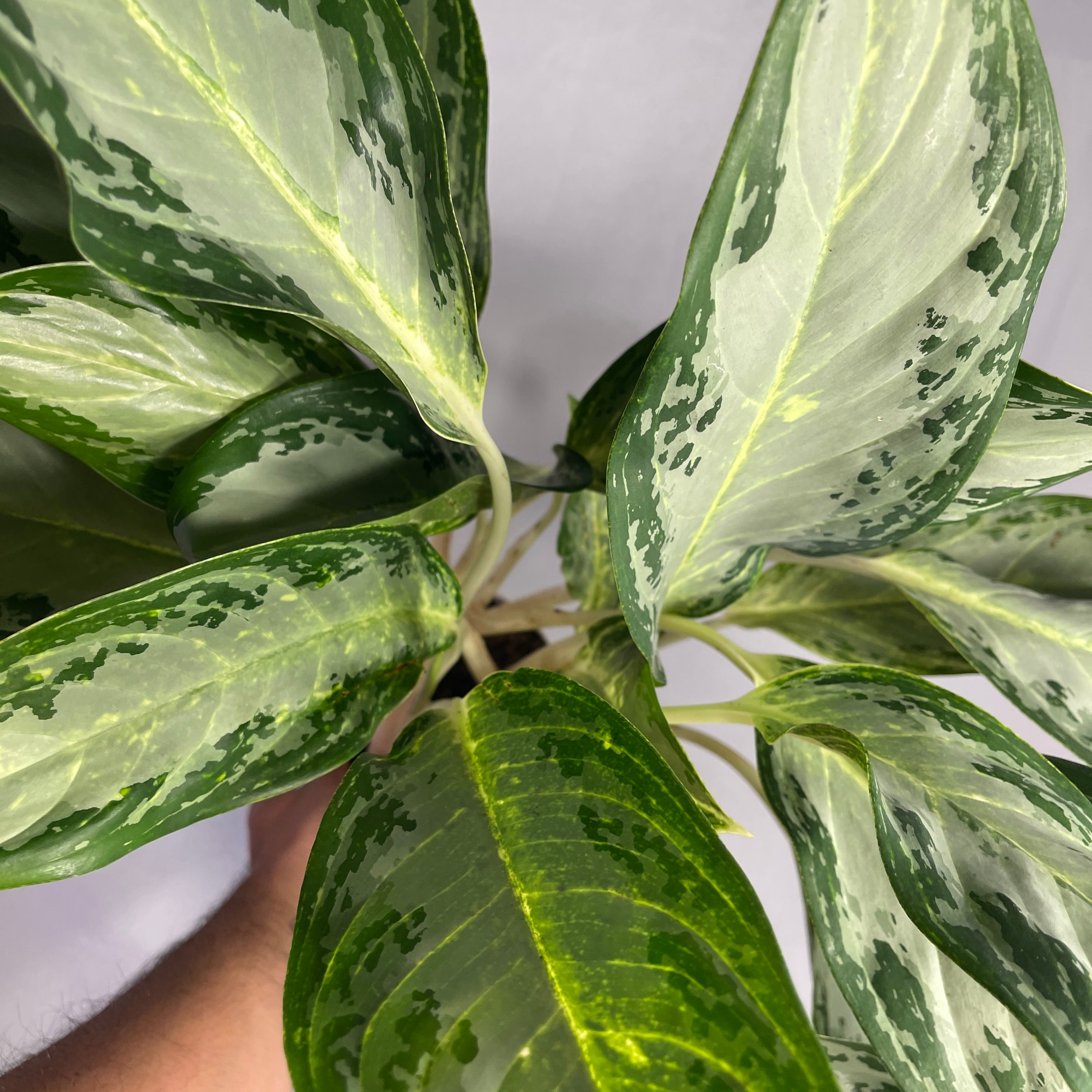 Queen of Siam Evergreen 6" Inch Pot