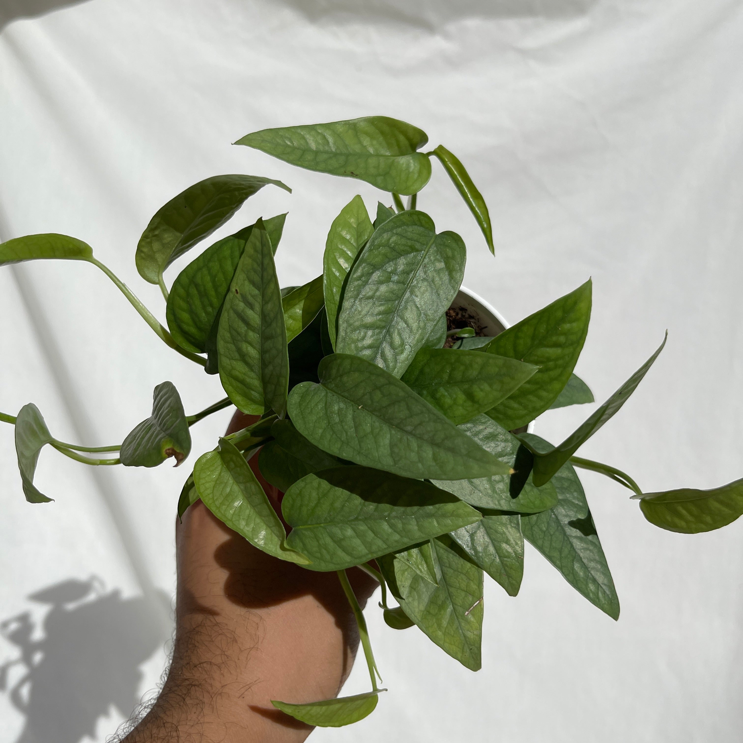 Cebu Blue Pothos 4" Pot