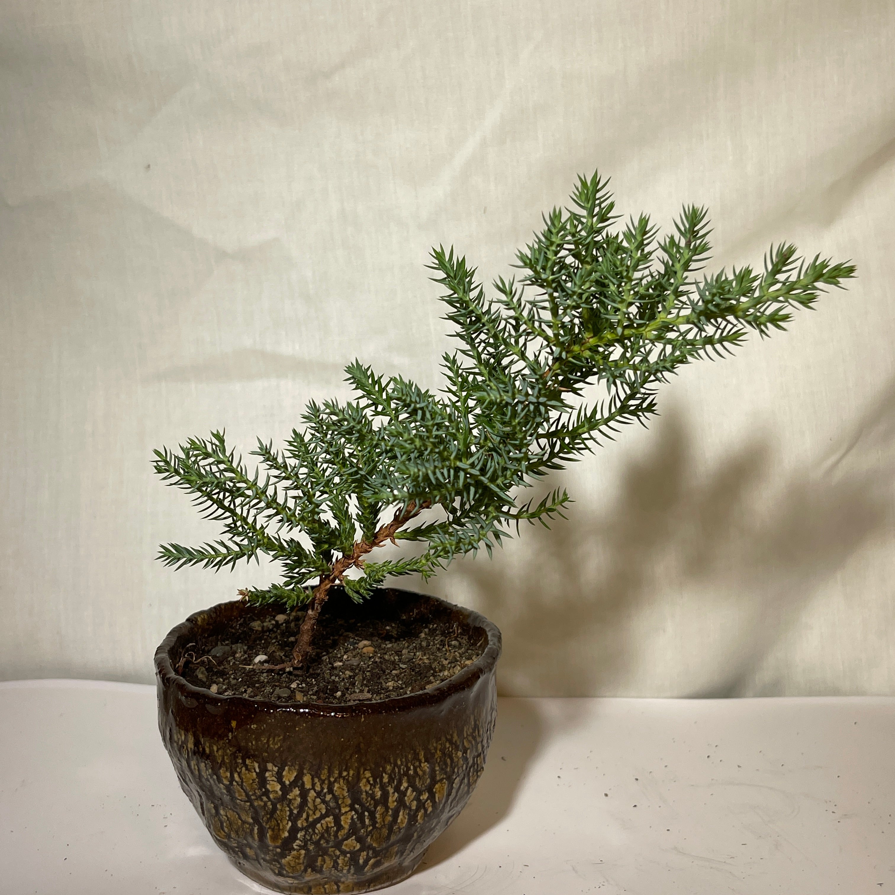 4” Brown Ceramic Juniper Pine Bonsai