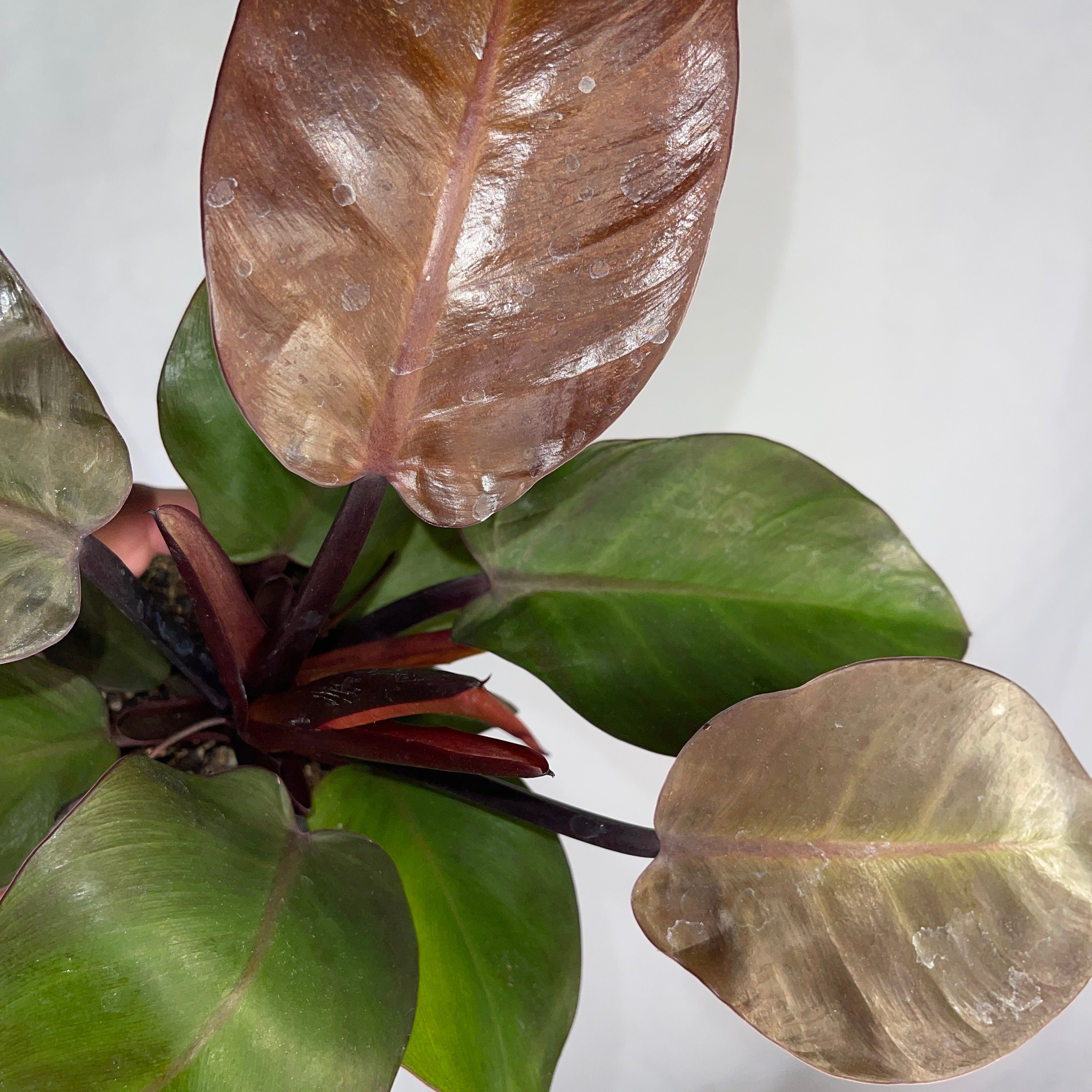 Philodendron  McColley's Finale 4" Pot