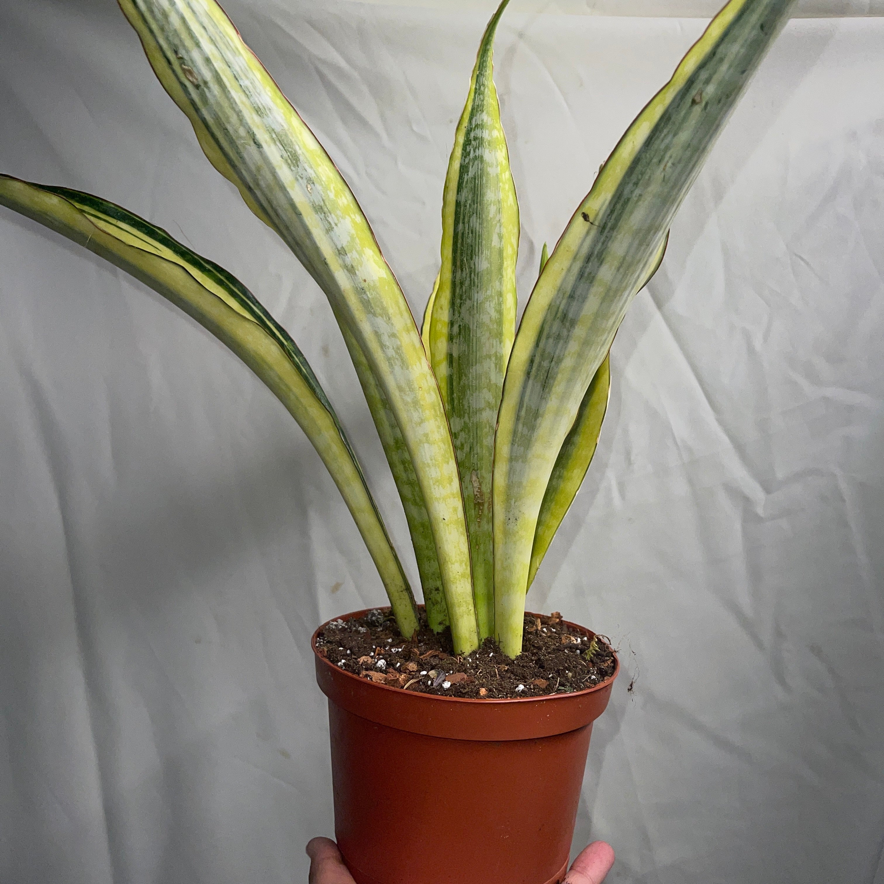 Yellow Stone Snake Plant 6" Pot