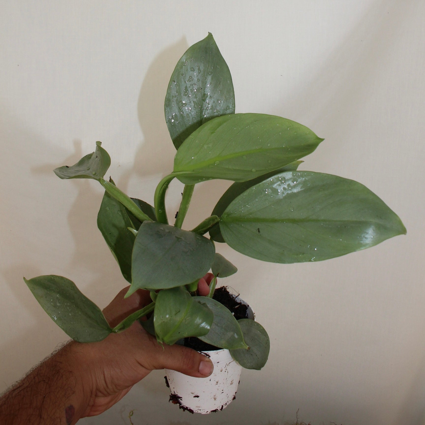 Silver Sword Philodendron 4” Pot