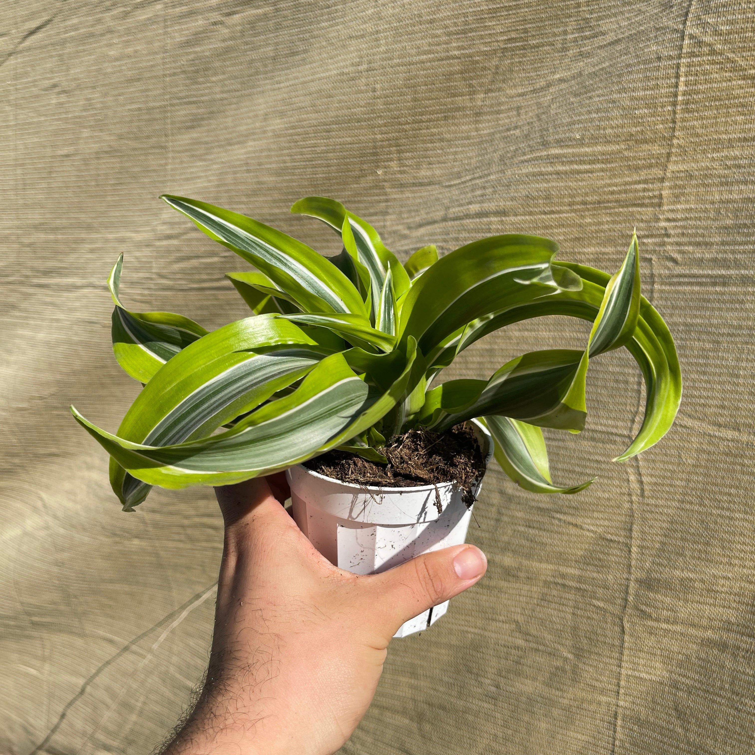 Dracaena Lemon Lime Twist