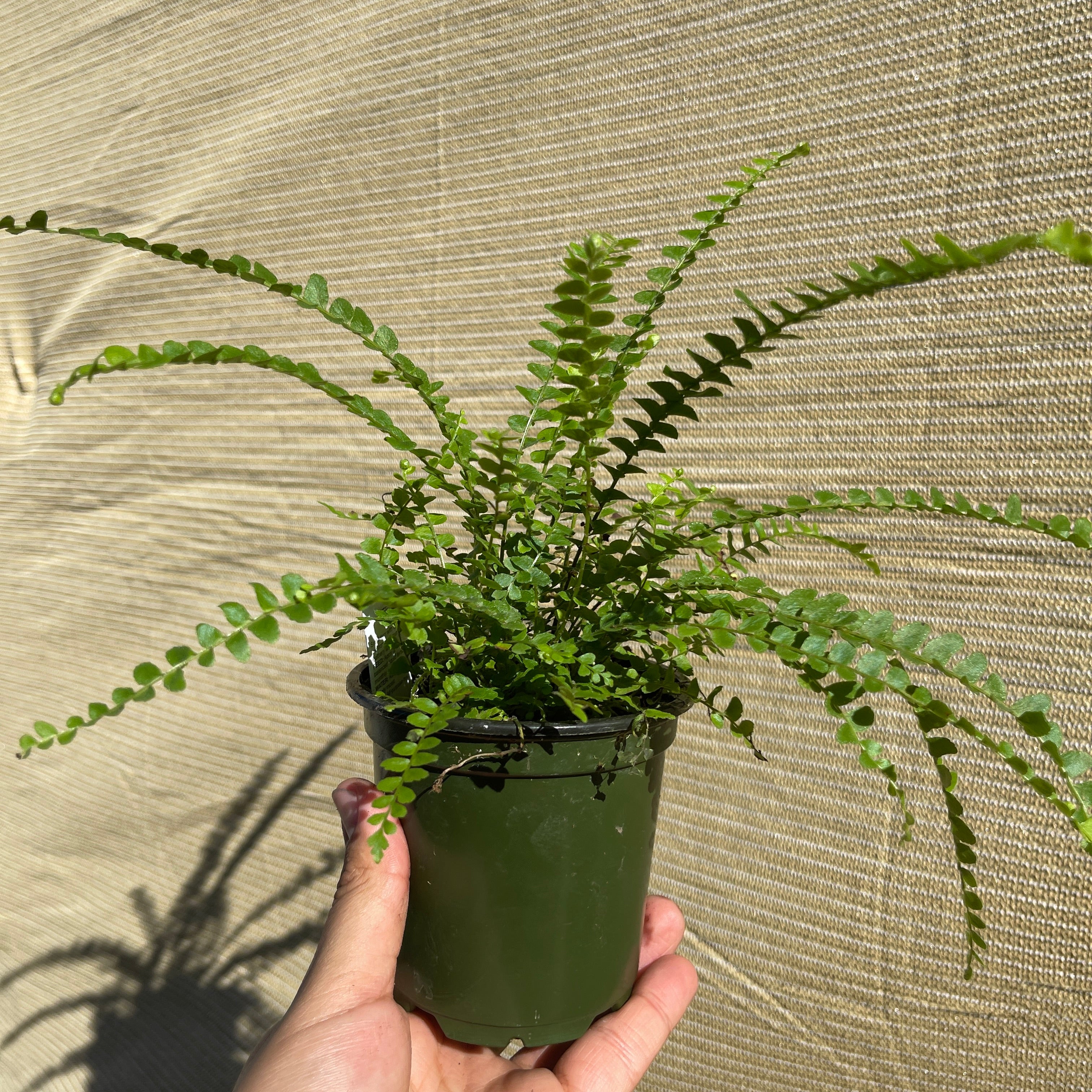 Lemon Button Fern 4" Pot