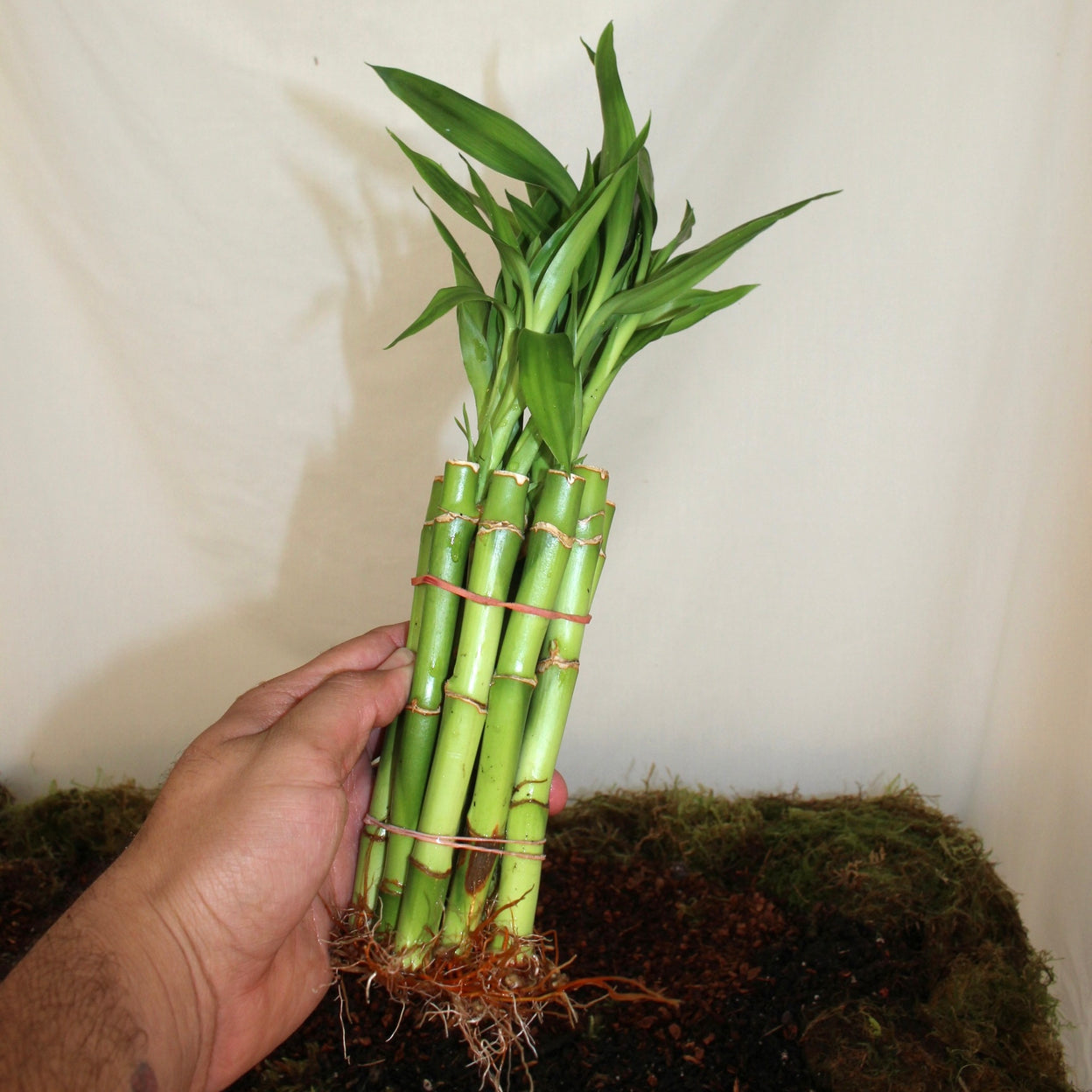 6” Lucky Bamboo Bunch