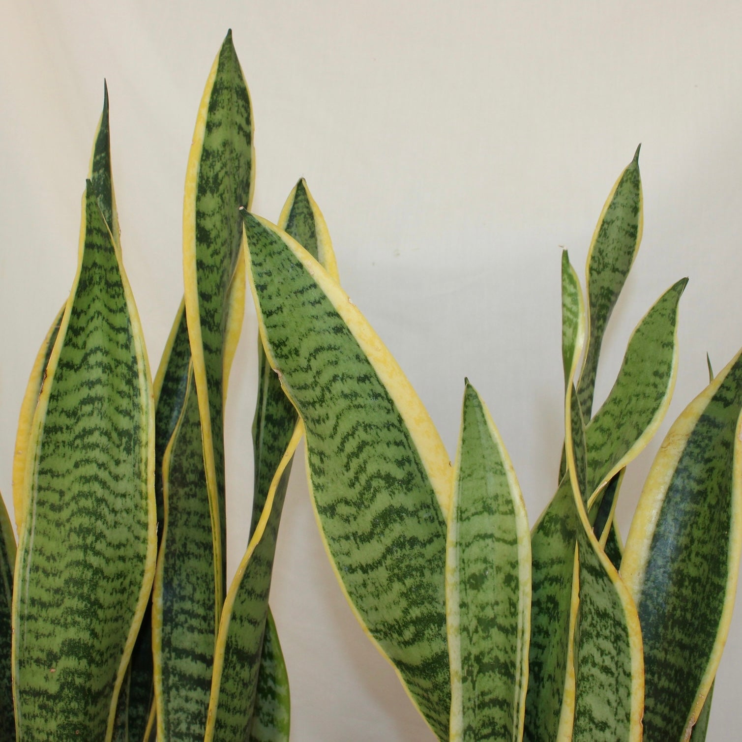 Laurentii Snake Plant 6” Pot