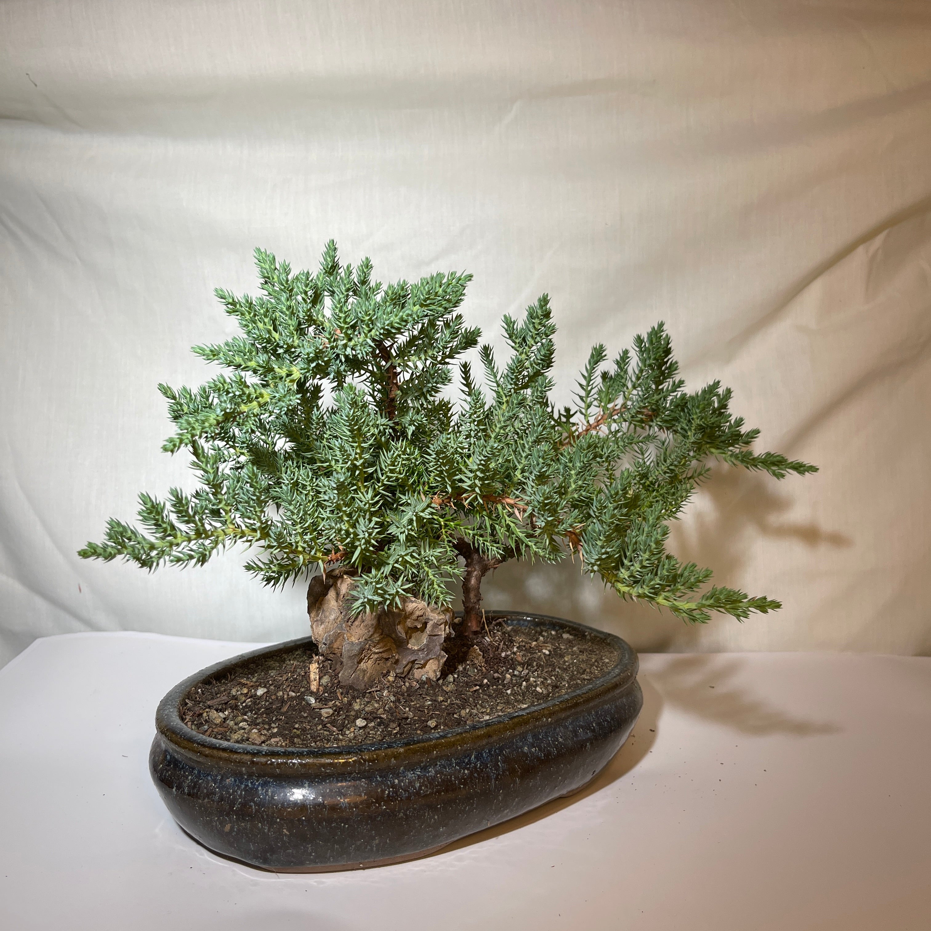 8” Blue & Brown Ceramic Juniper Pine Bonsai