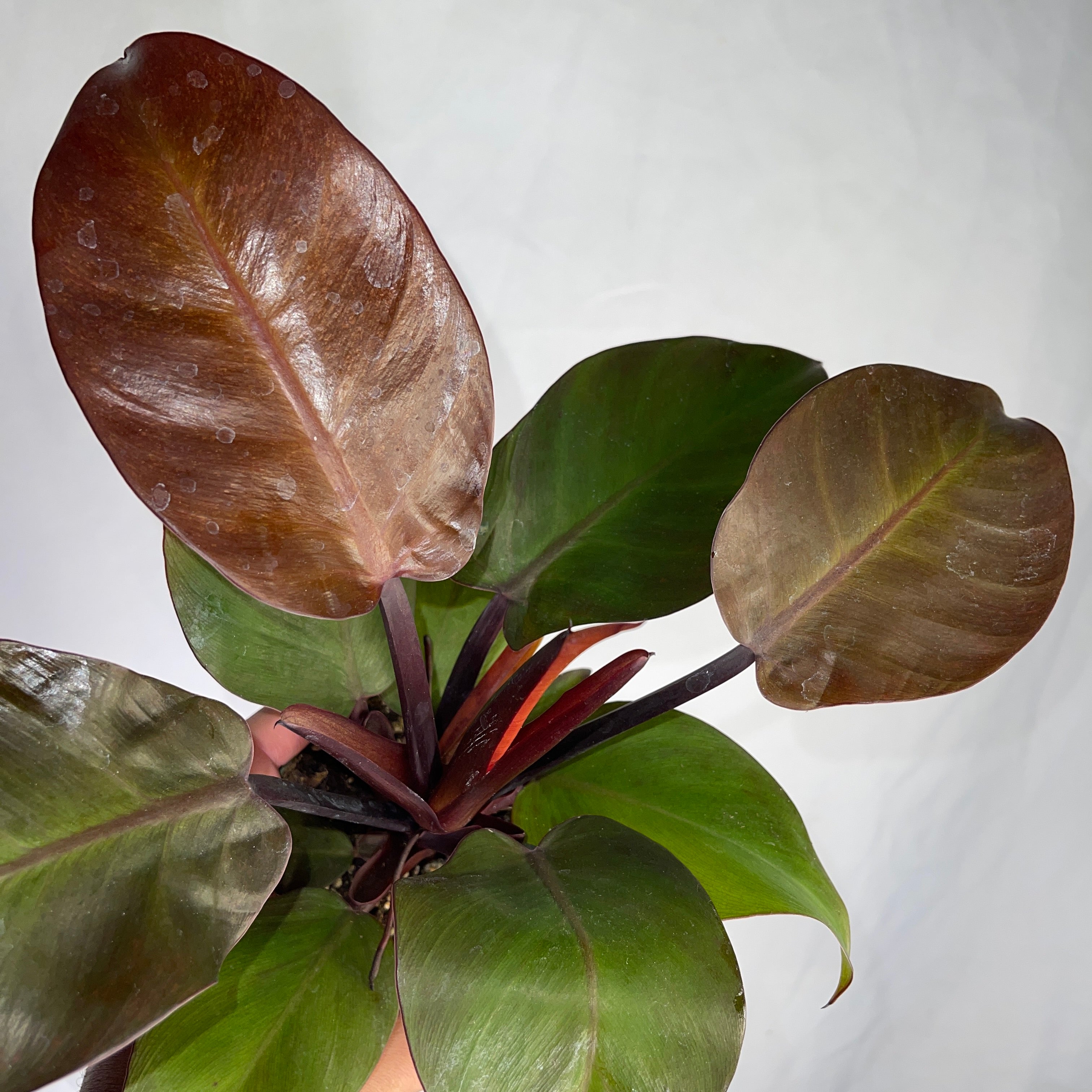 Philodendron  McColley's Finale 4" Pot
