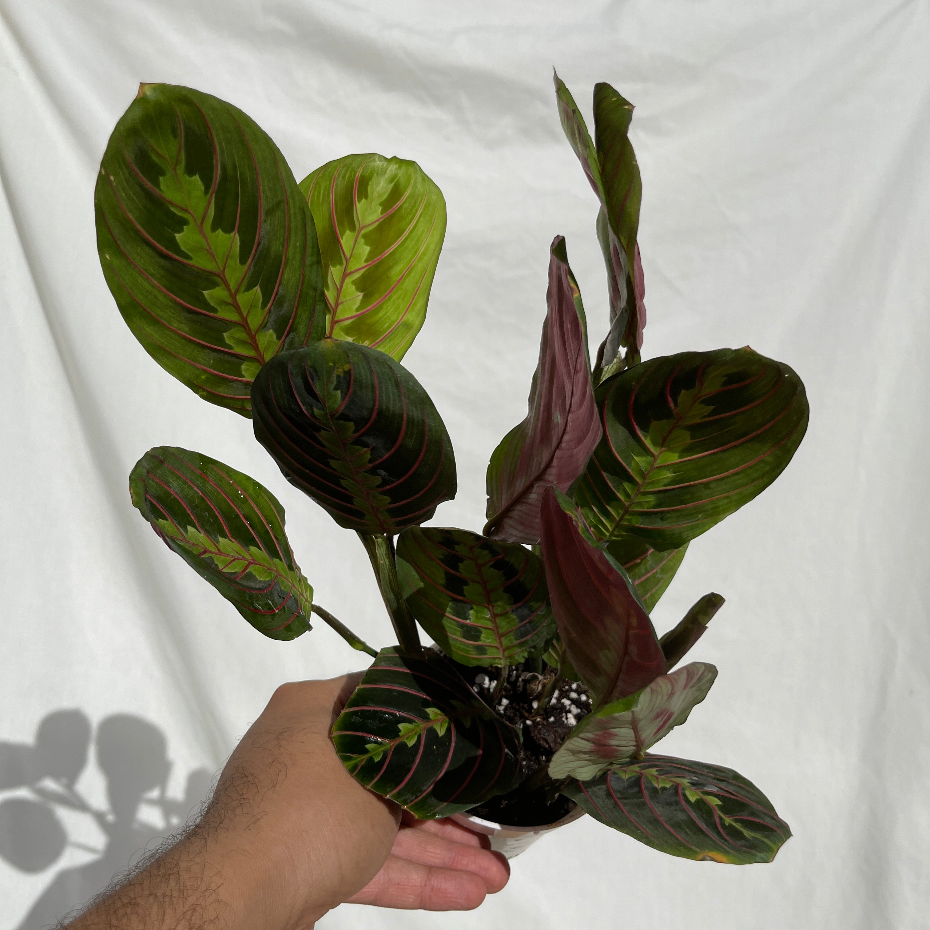 Red Prayer Plant Maranta 4” Pot