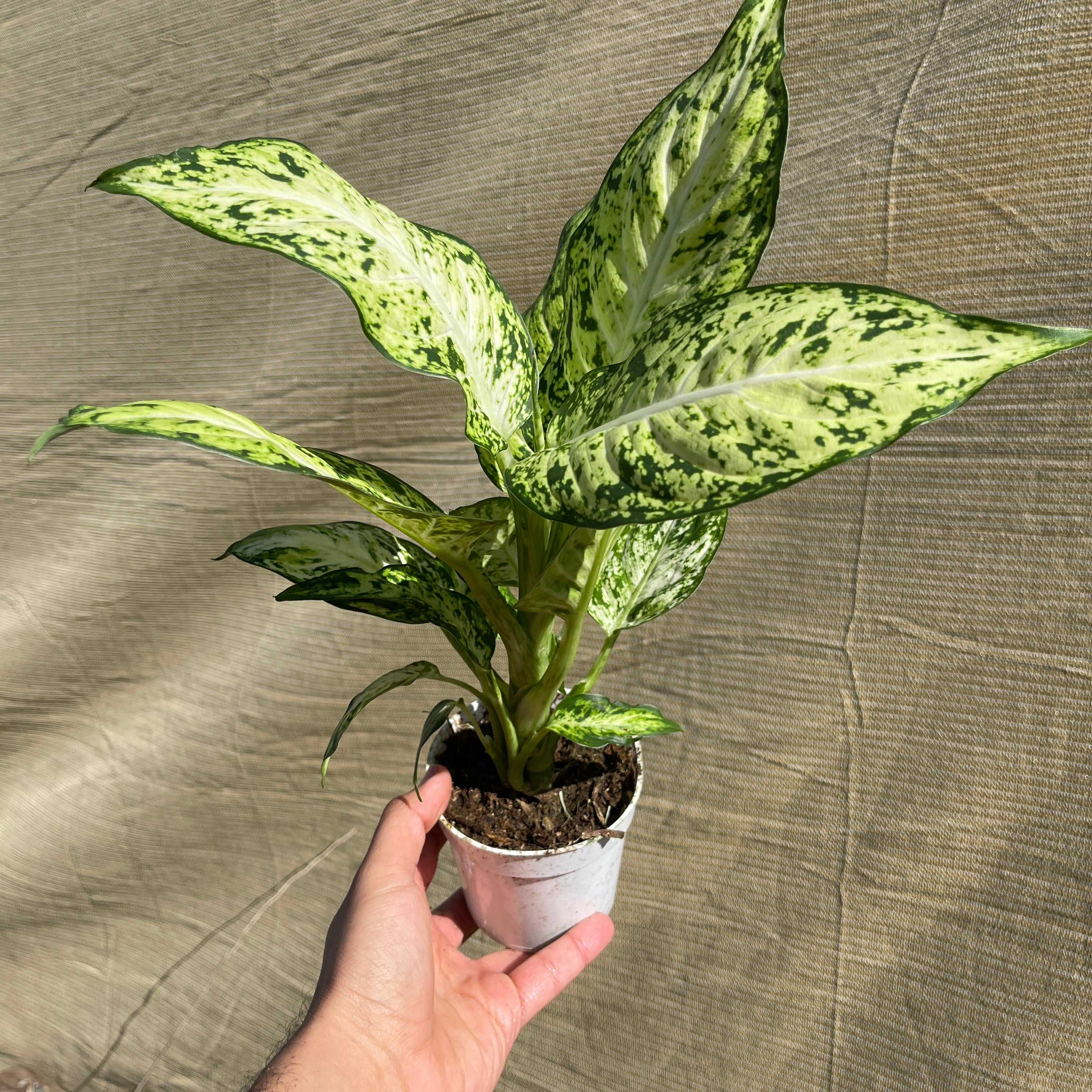 Dieffenbachia Starbright 4" Pot