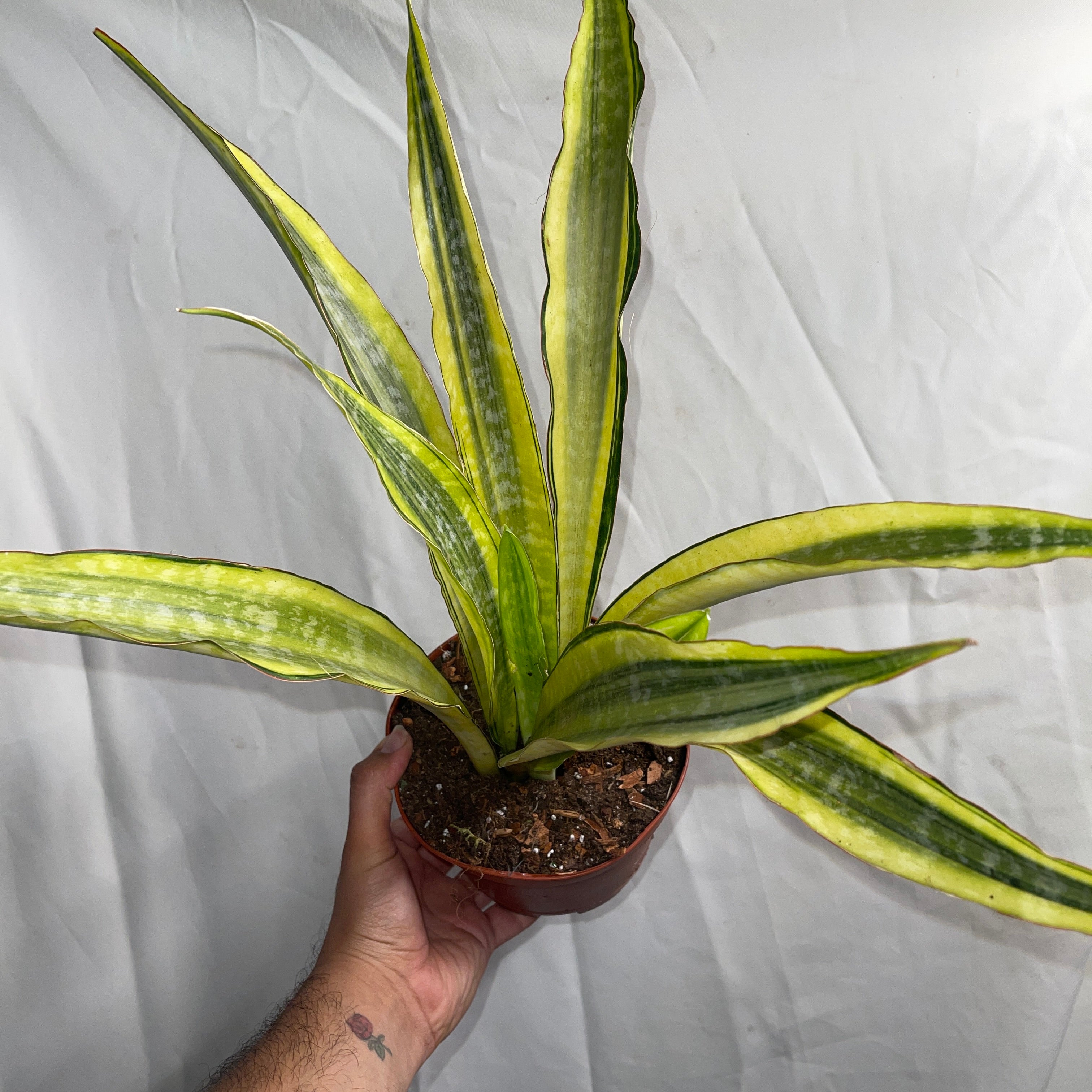 Yellow Stone Snake Plant 6" Pot